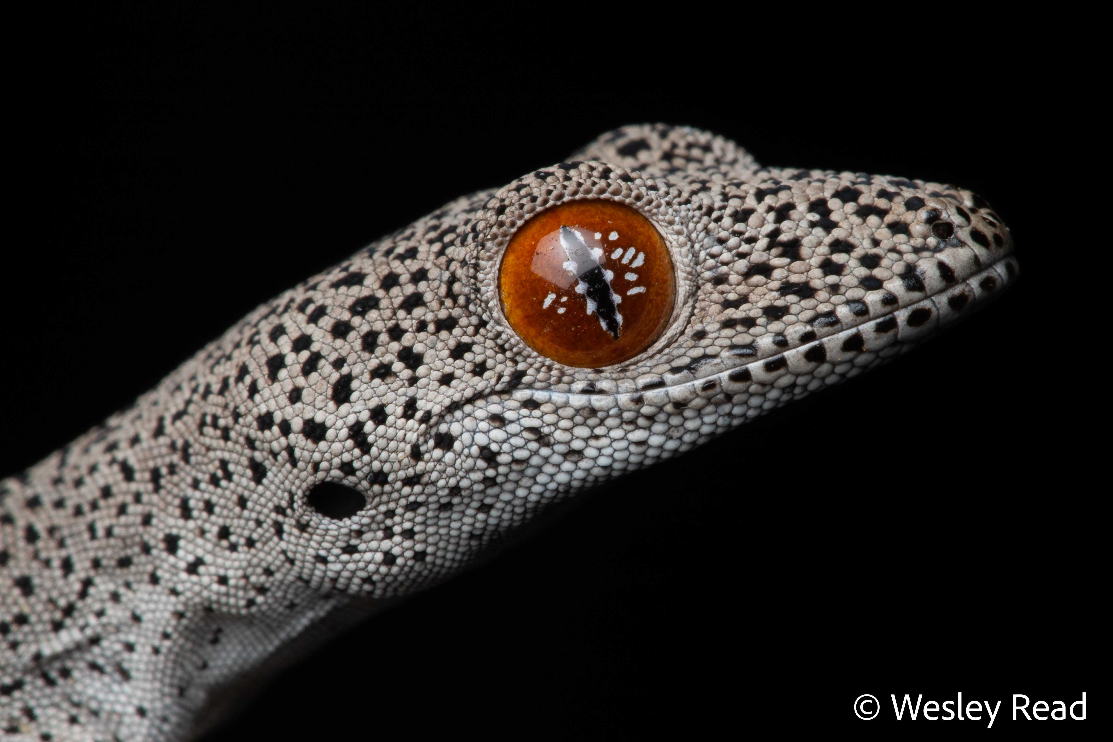 Strophurus taeniacauda taenicauda
