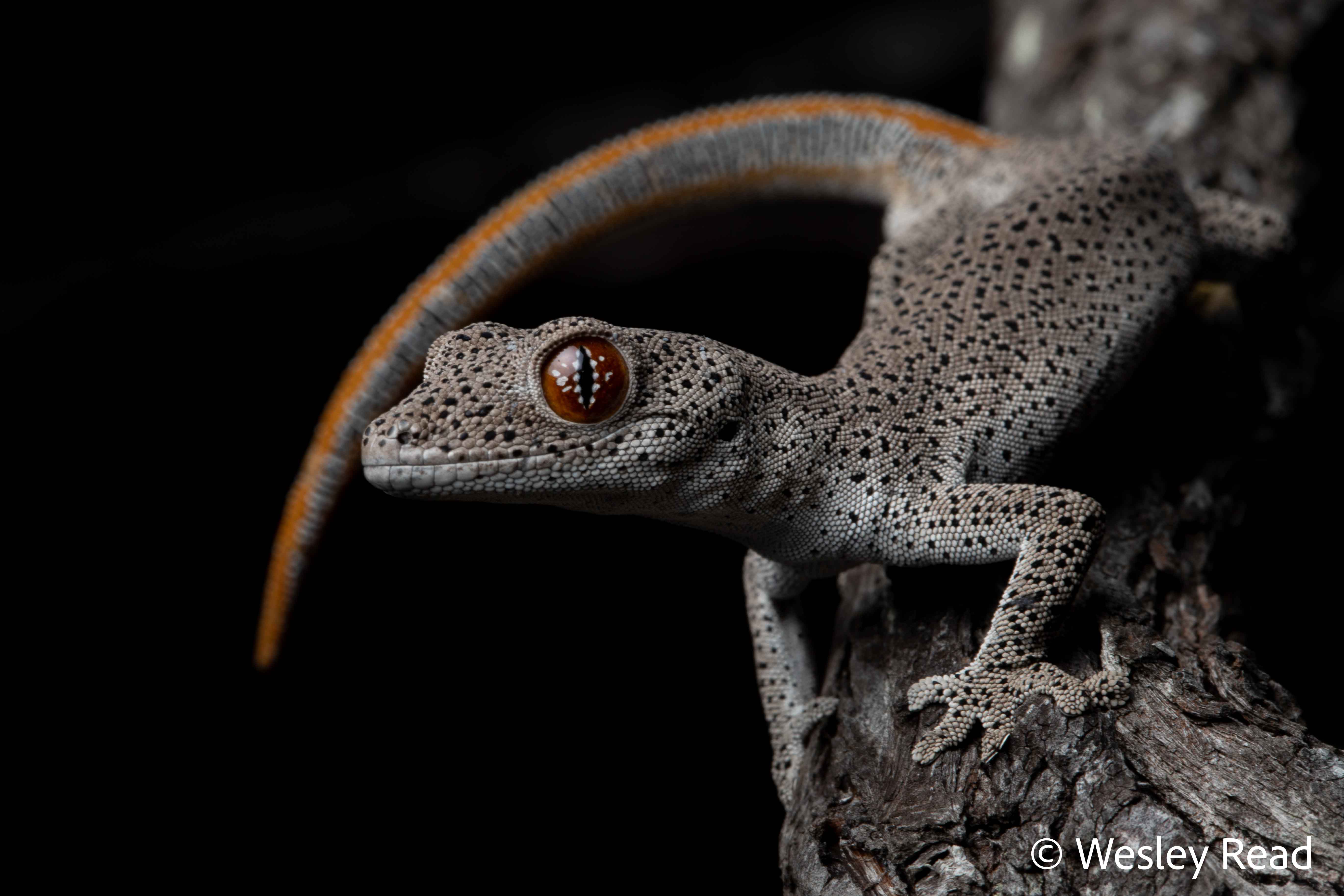 Strophurus taeniacauda