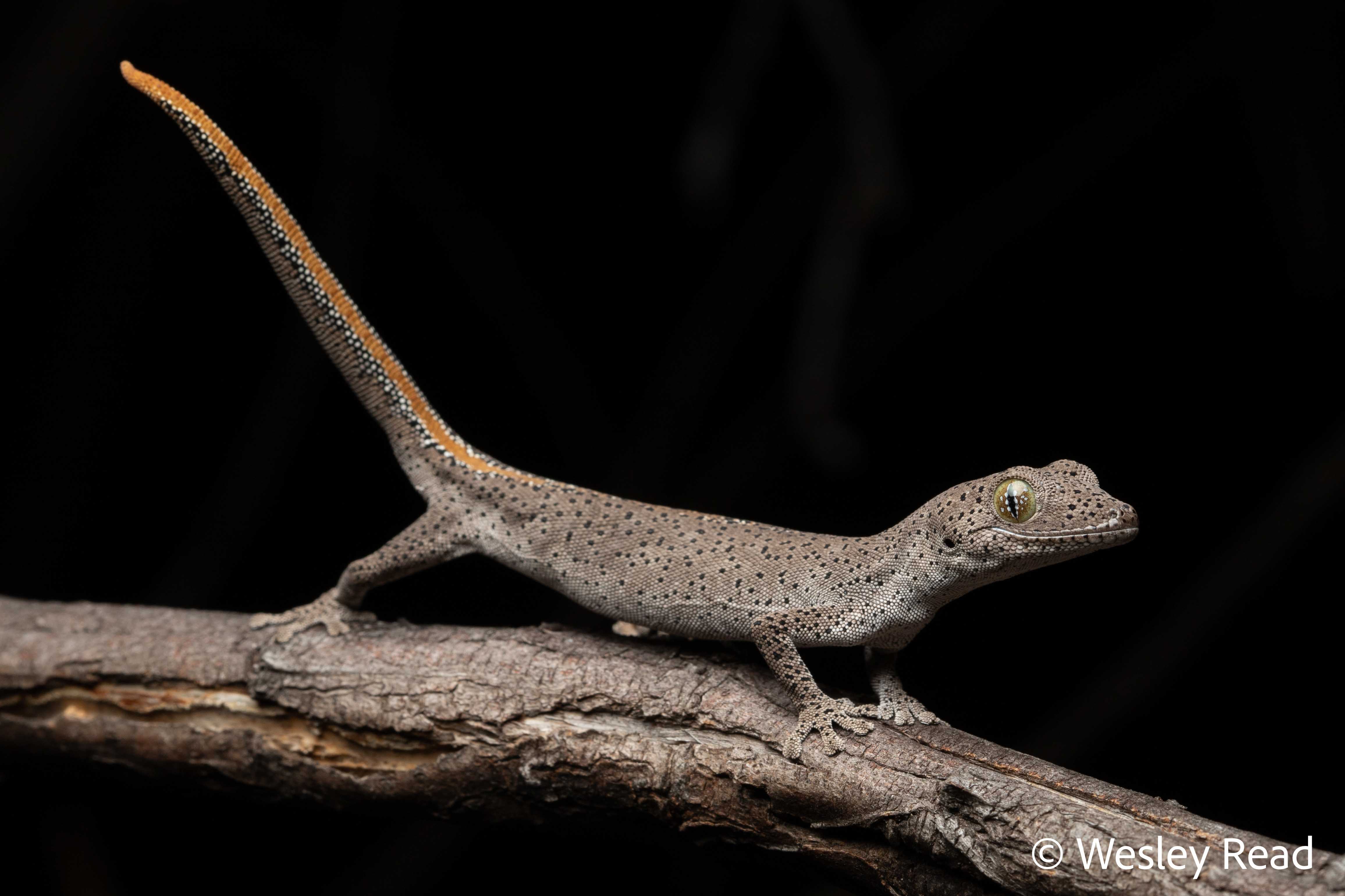 Strophurus taeniacauda