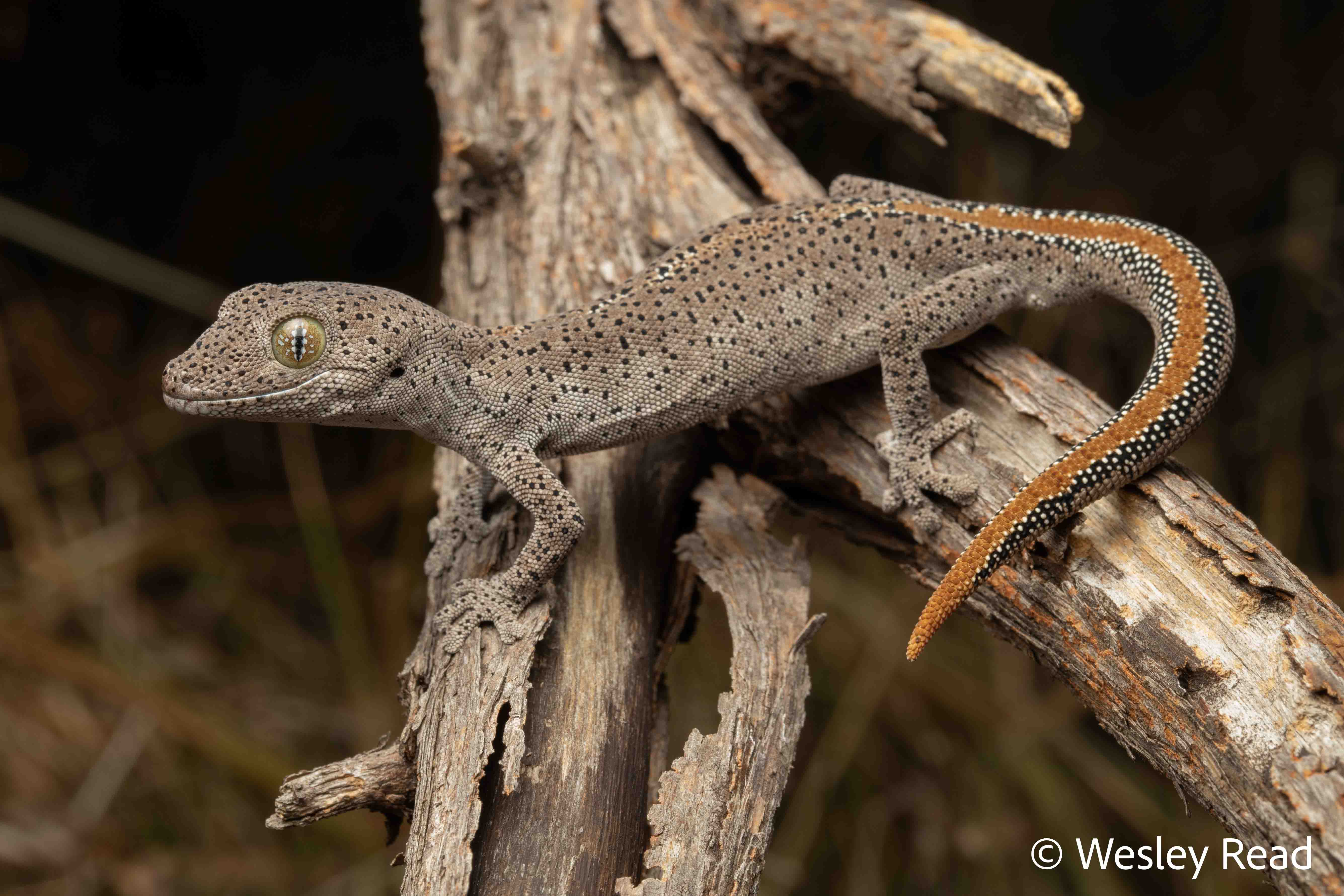 Strophurus taeniacauda
