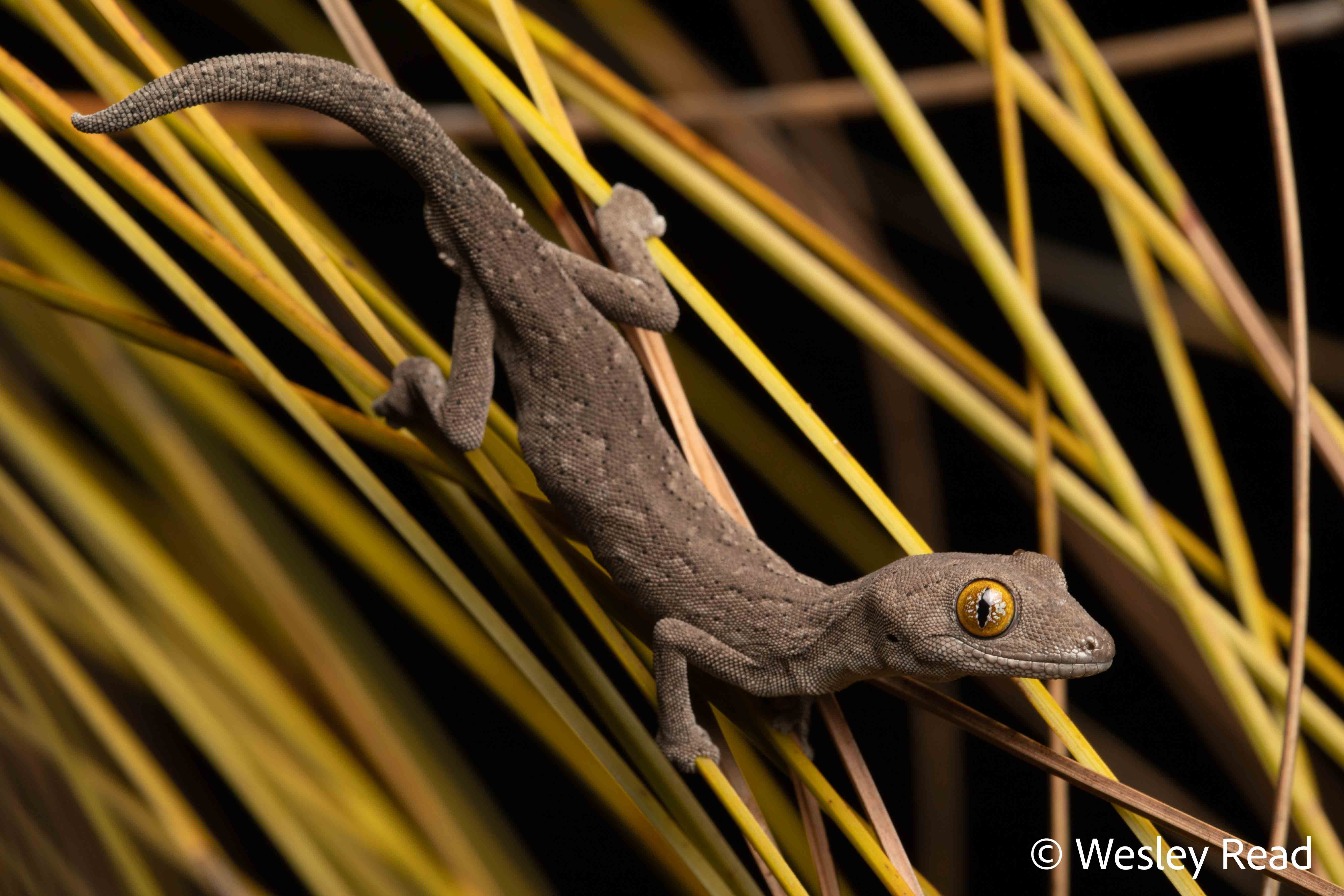 Strophurus trux
