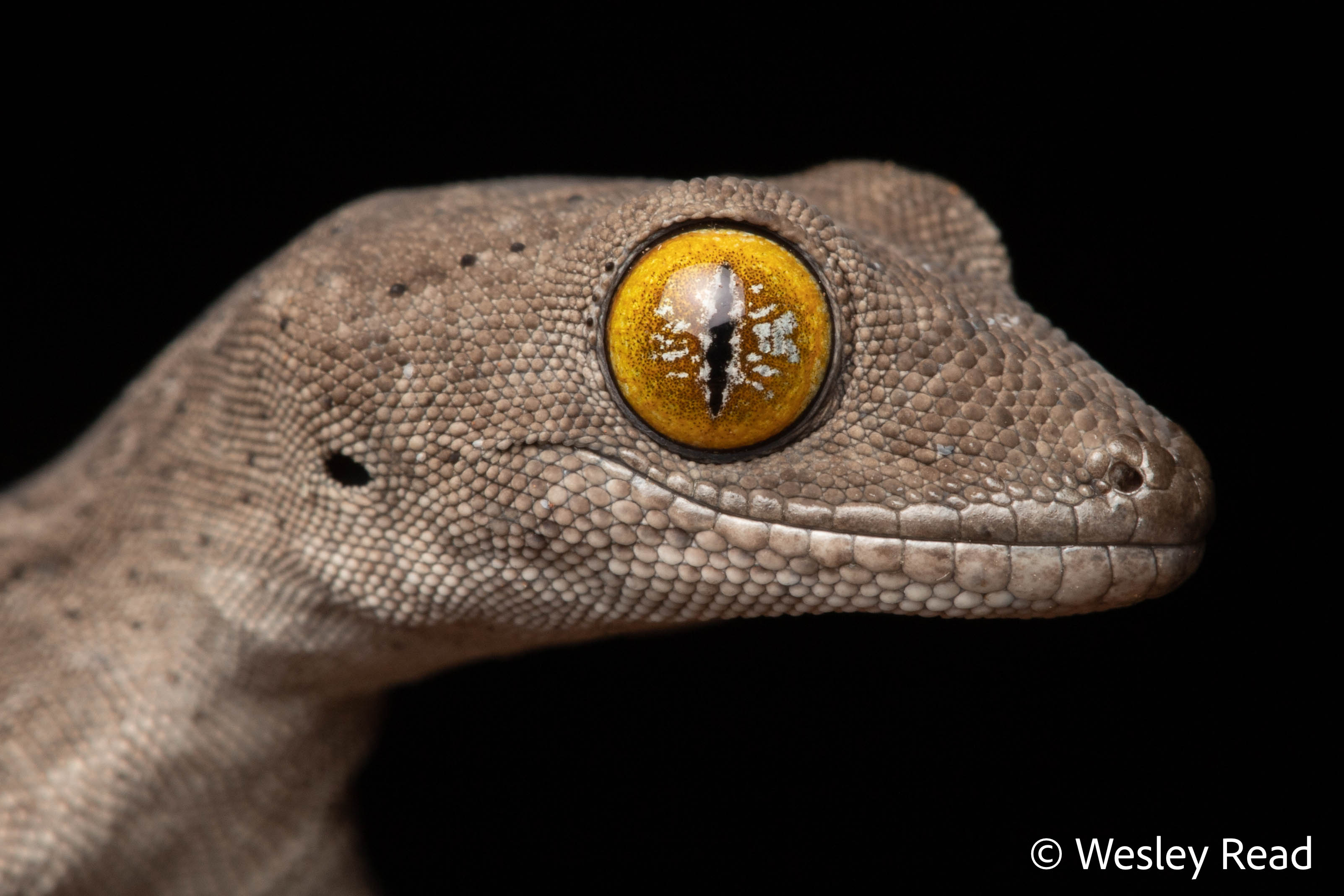 Strophurus trux