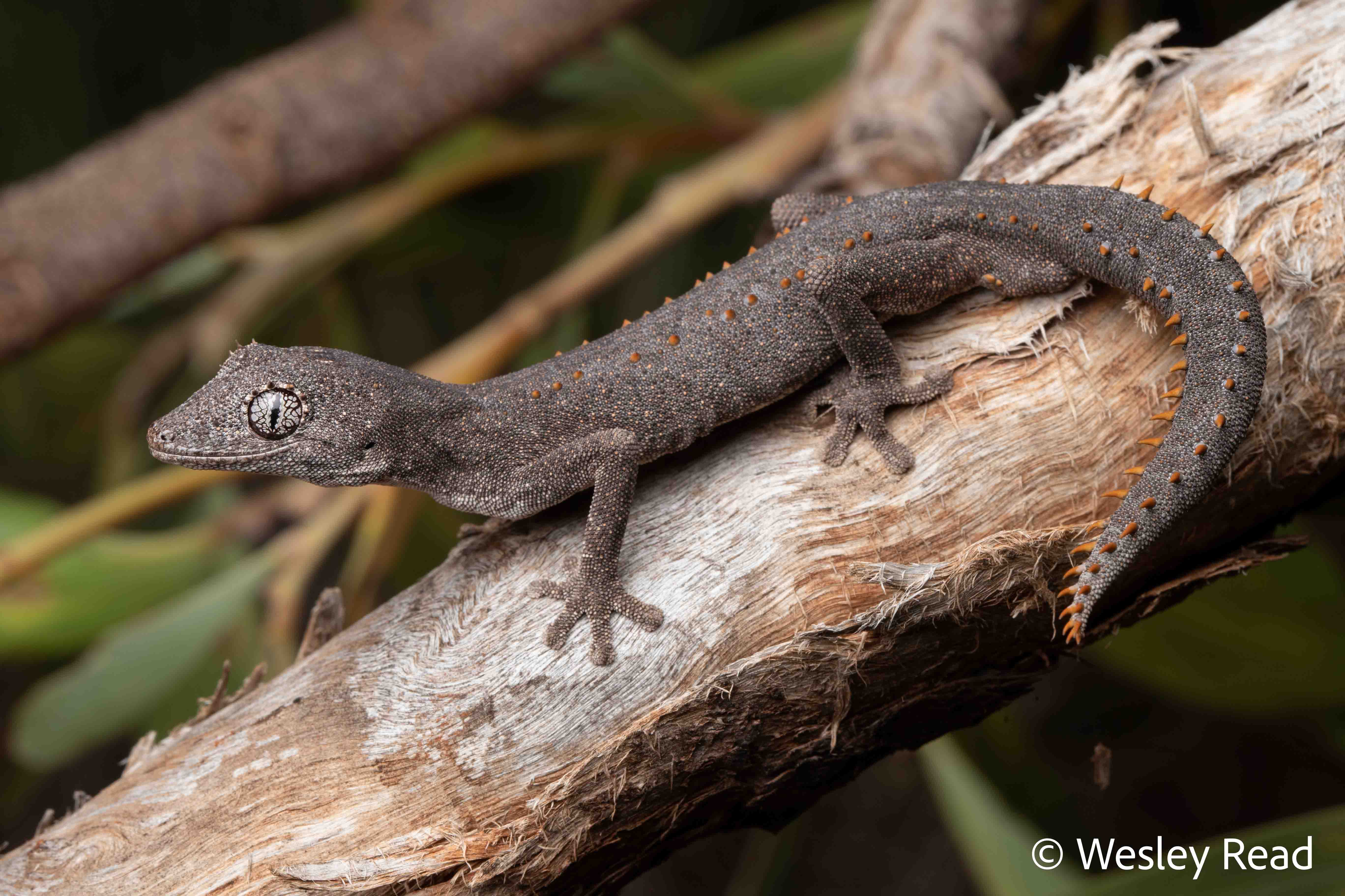 Strophurus wellingtonae