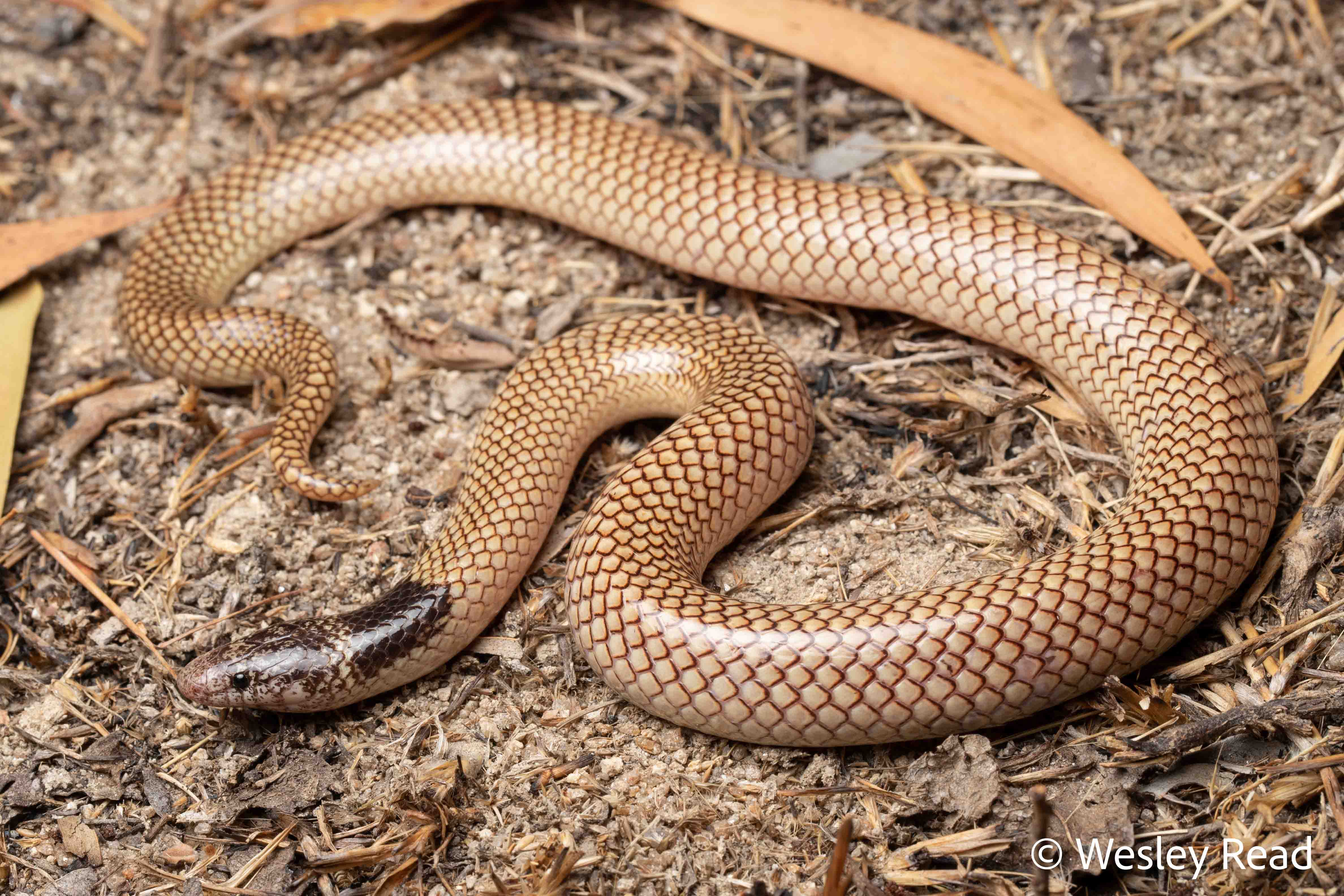 Antaioserpens albiceps