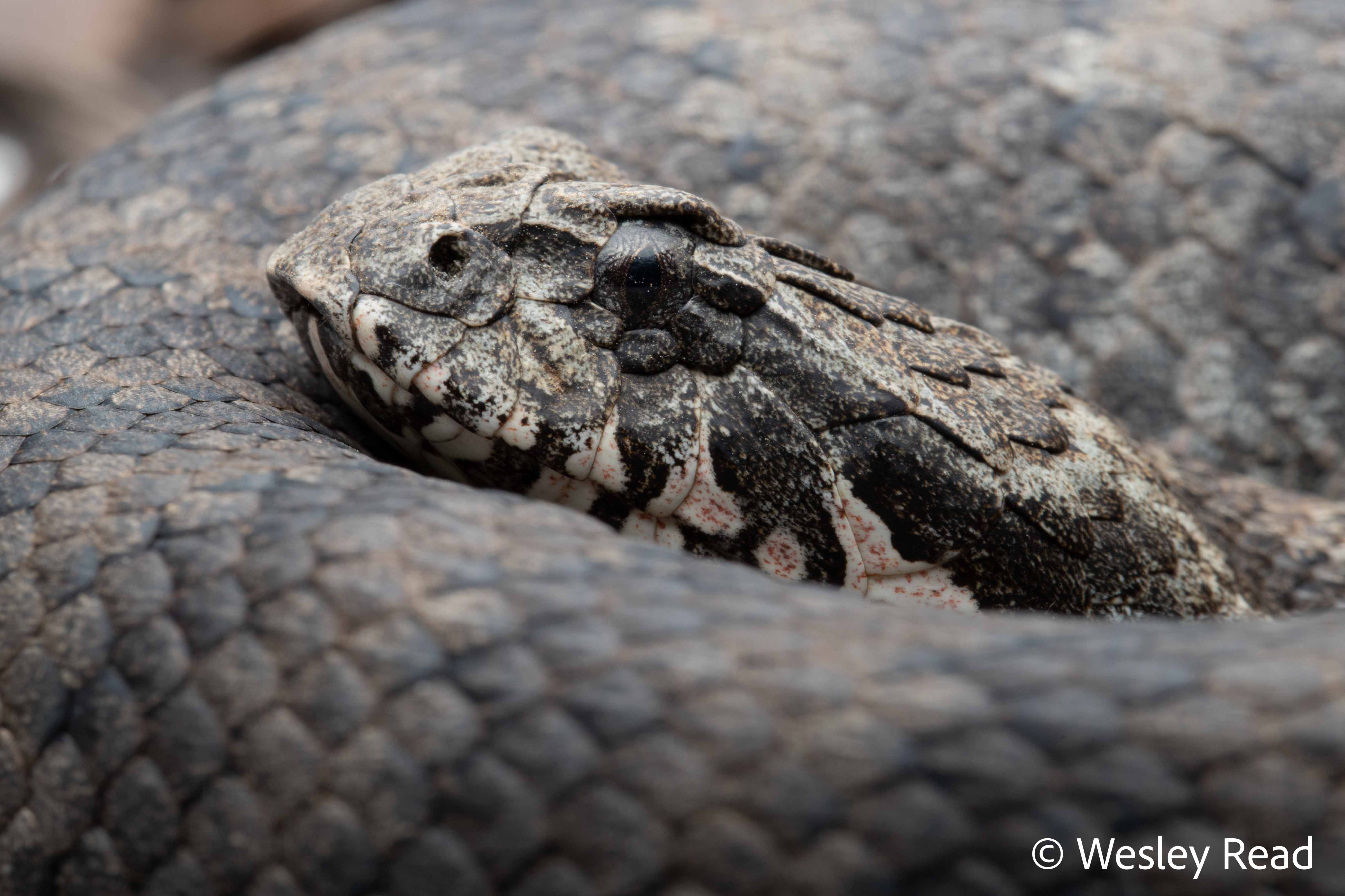 Acanthophis antarcticus