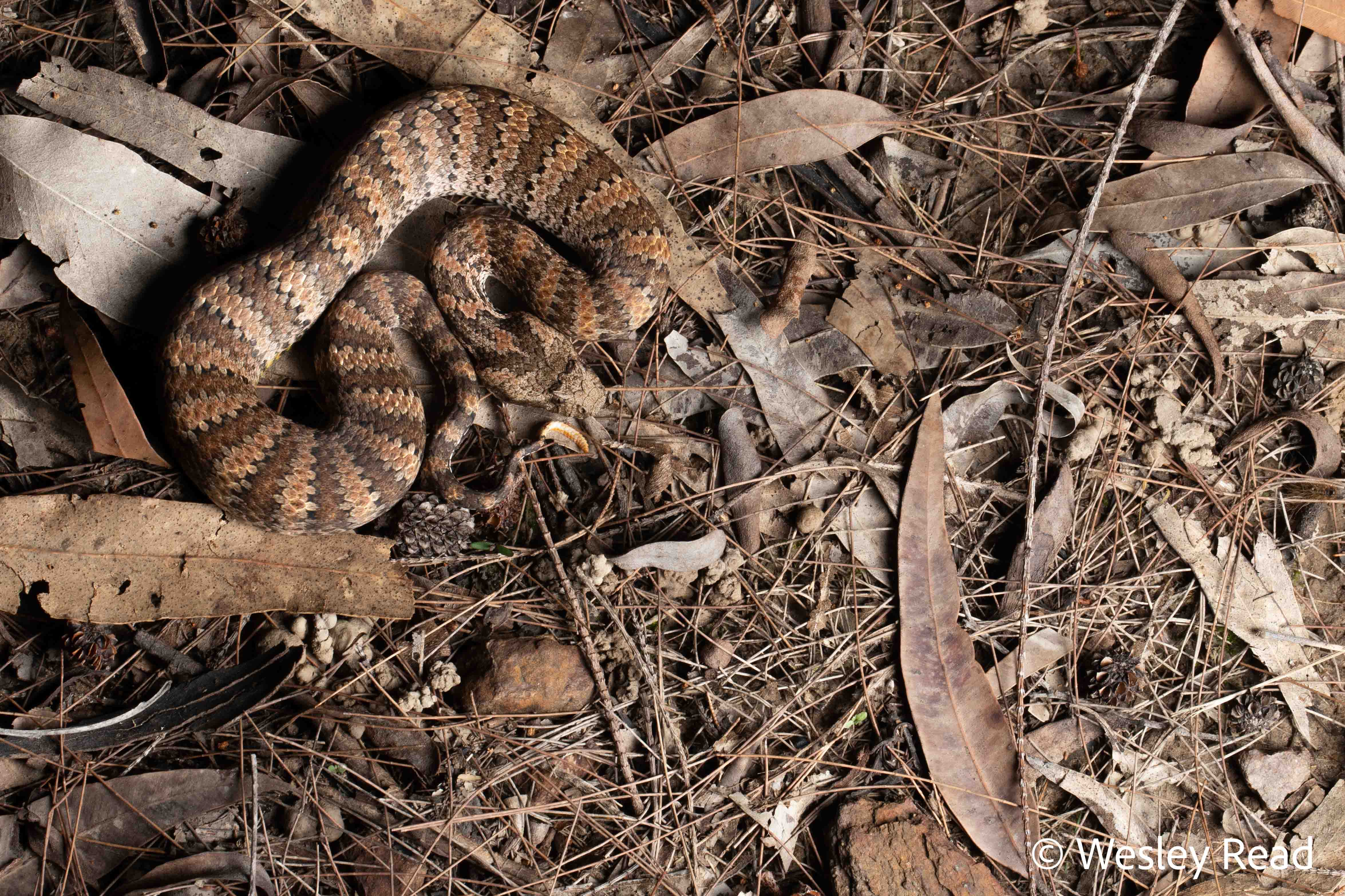 Acanthophis antarcticus