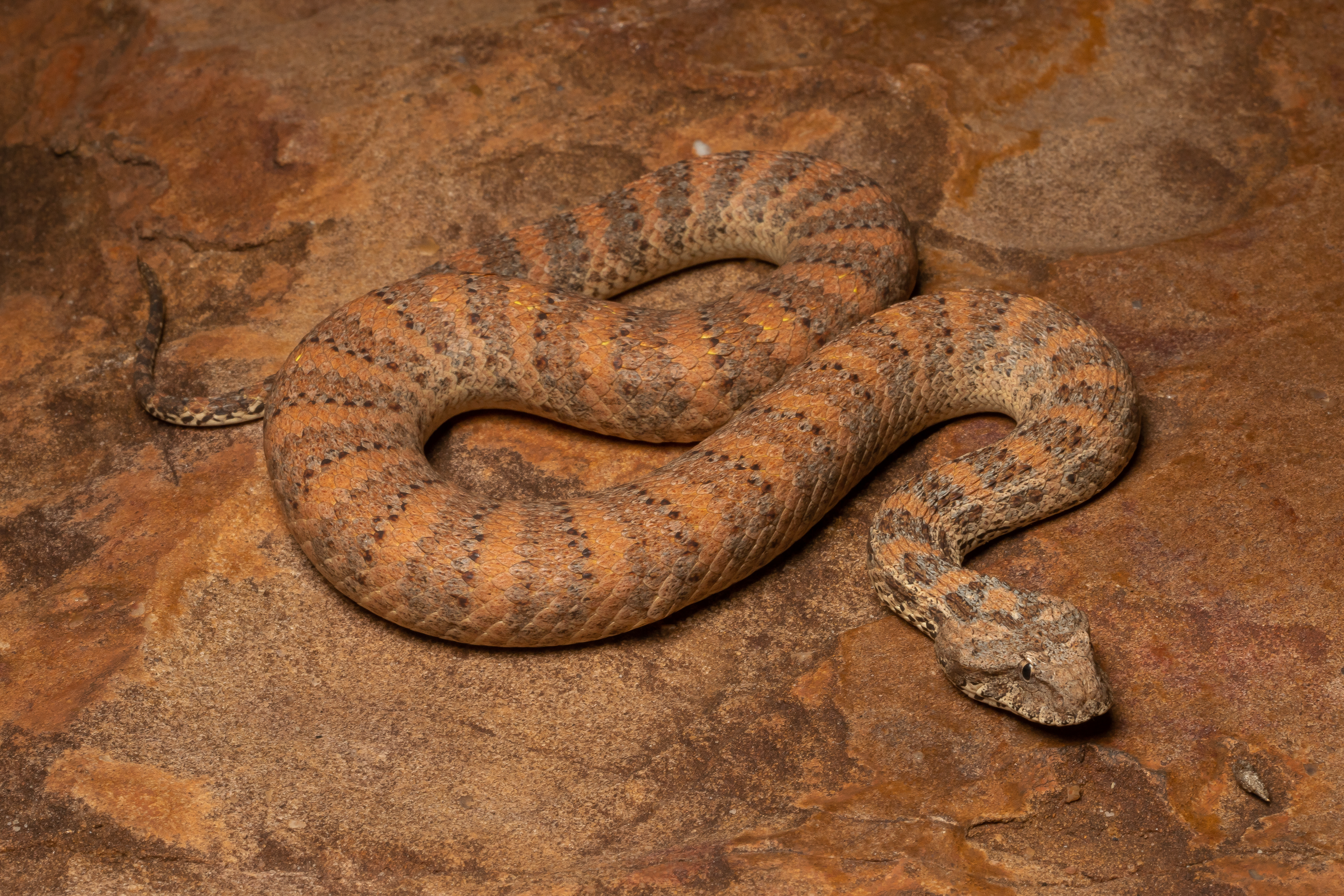 Acanthophis cryptamydros