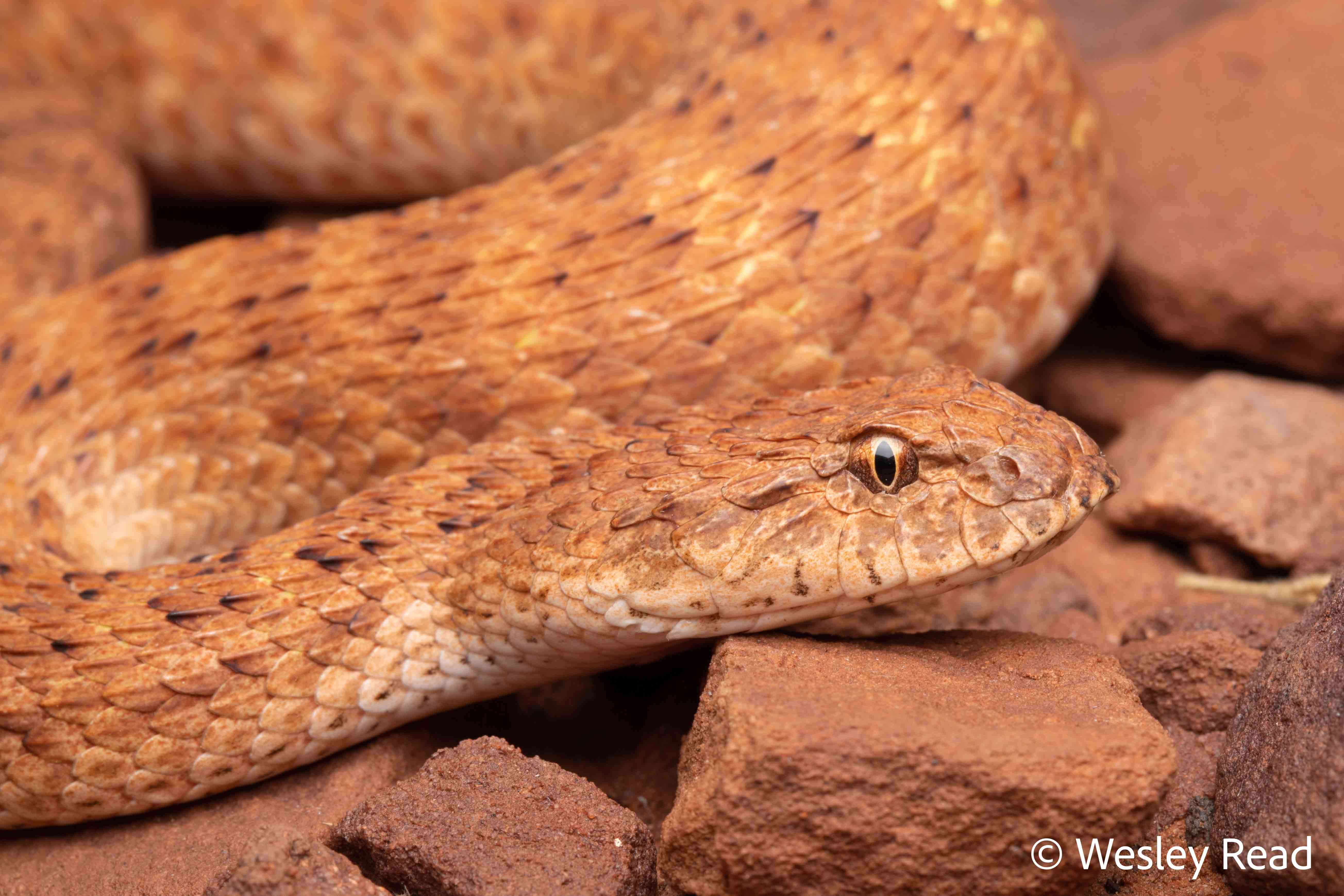 Acanthophis pyrrhus