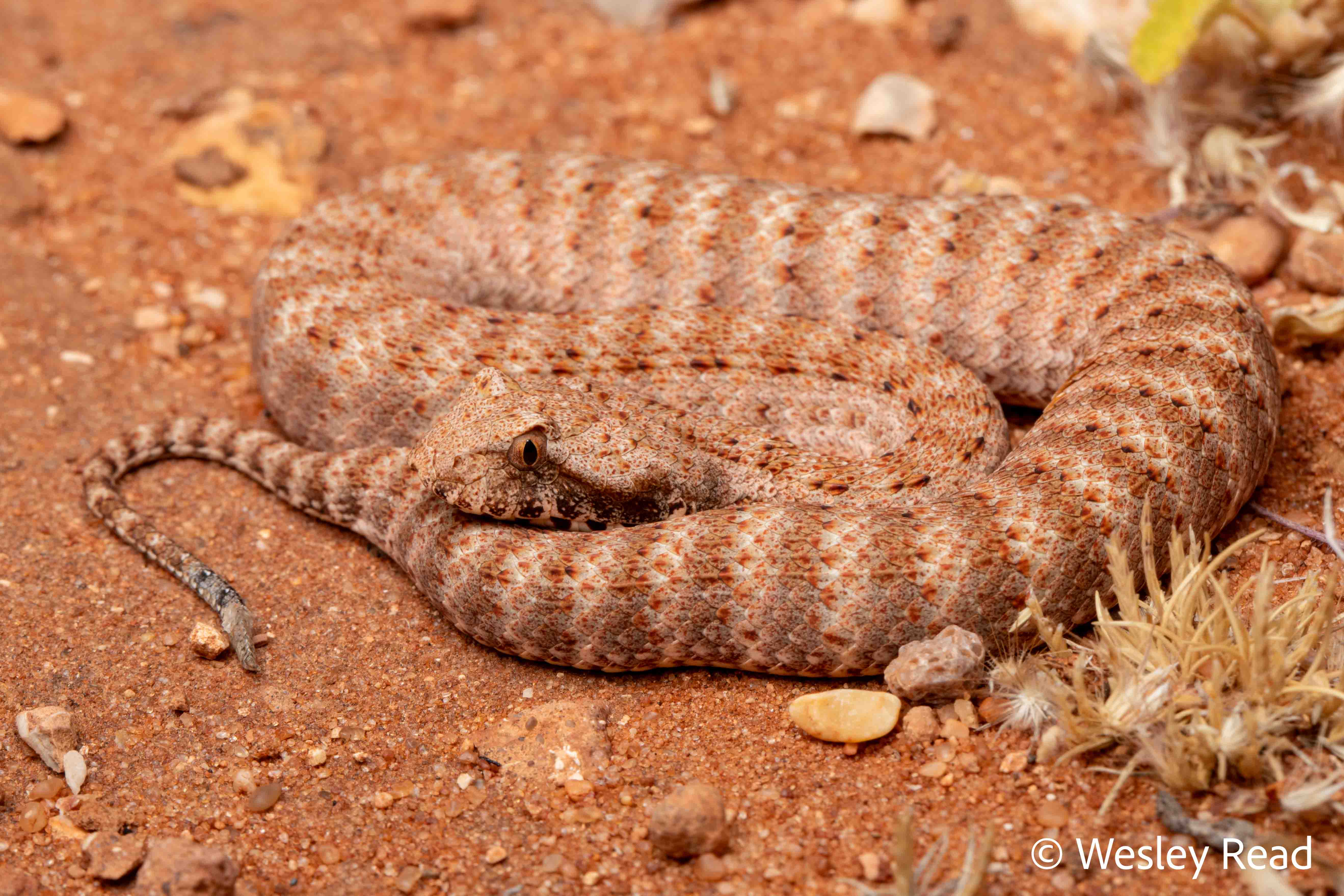 Acanthophis wellsi