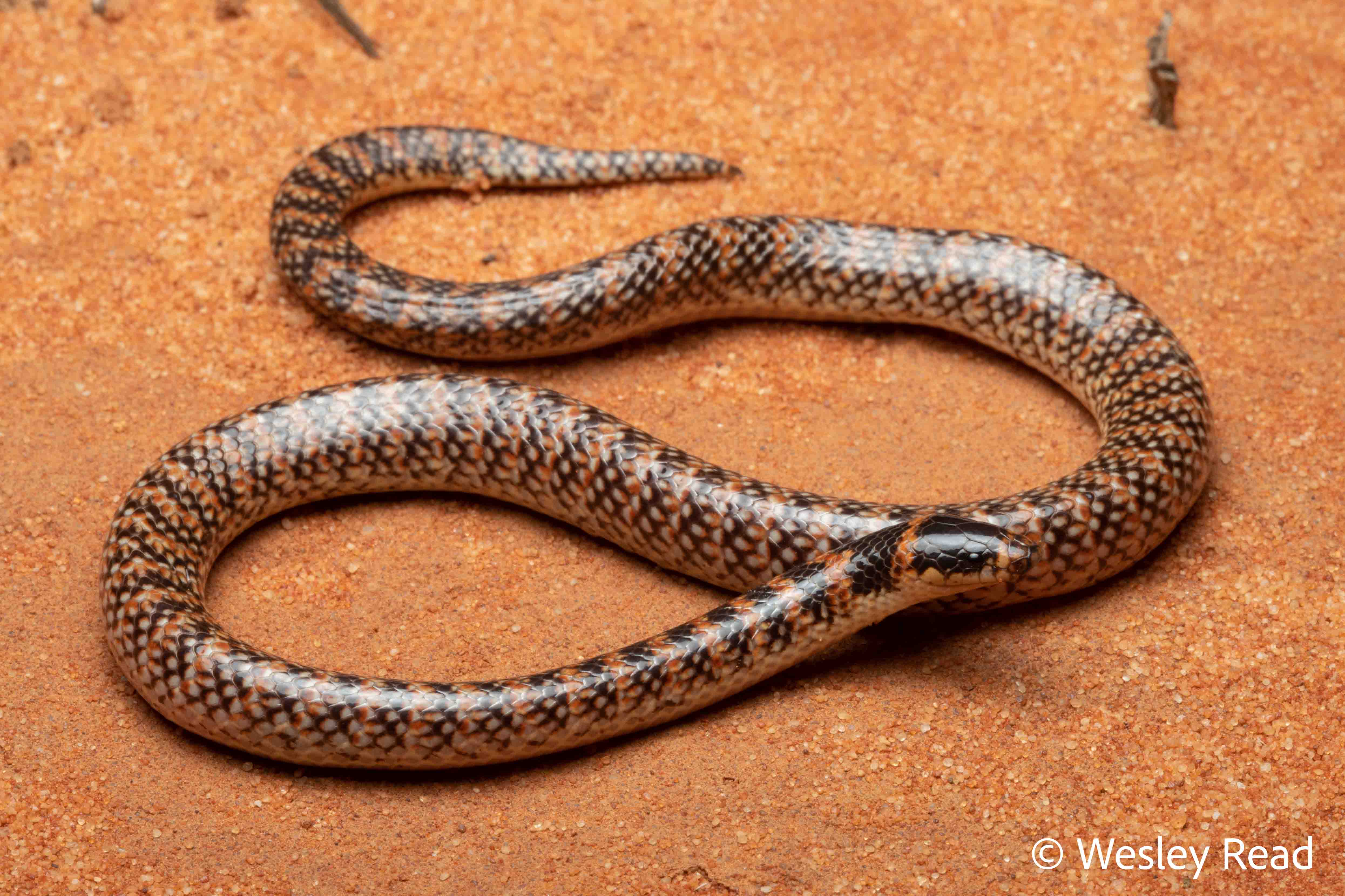 Brachyurophis fasciolatus