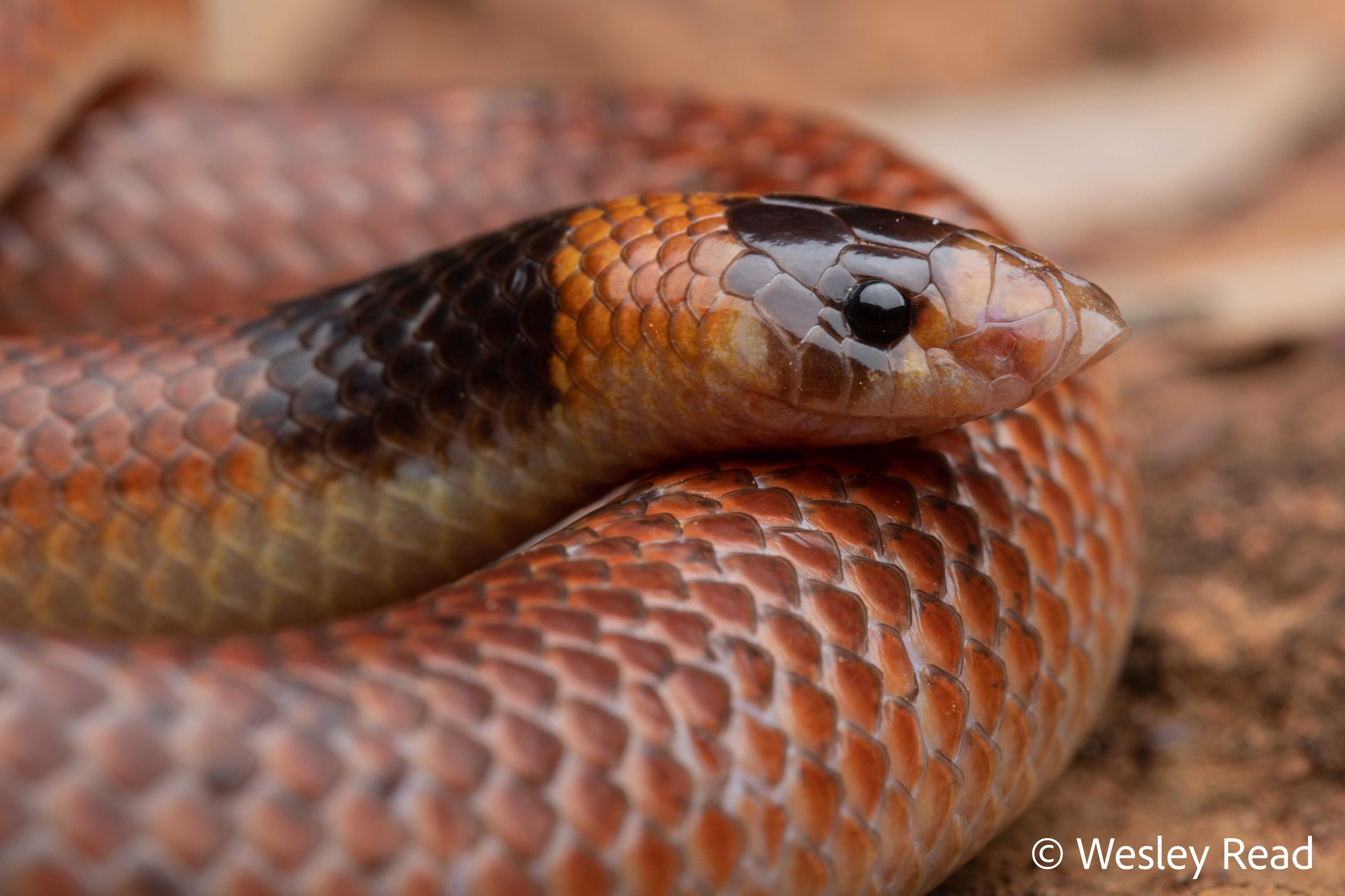 Brachyurophis incinctus
