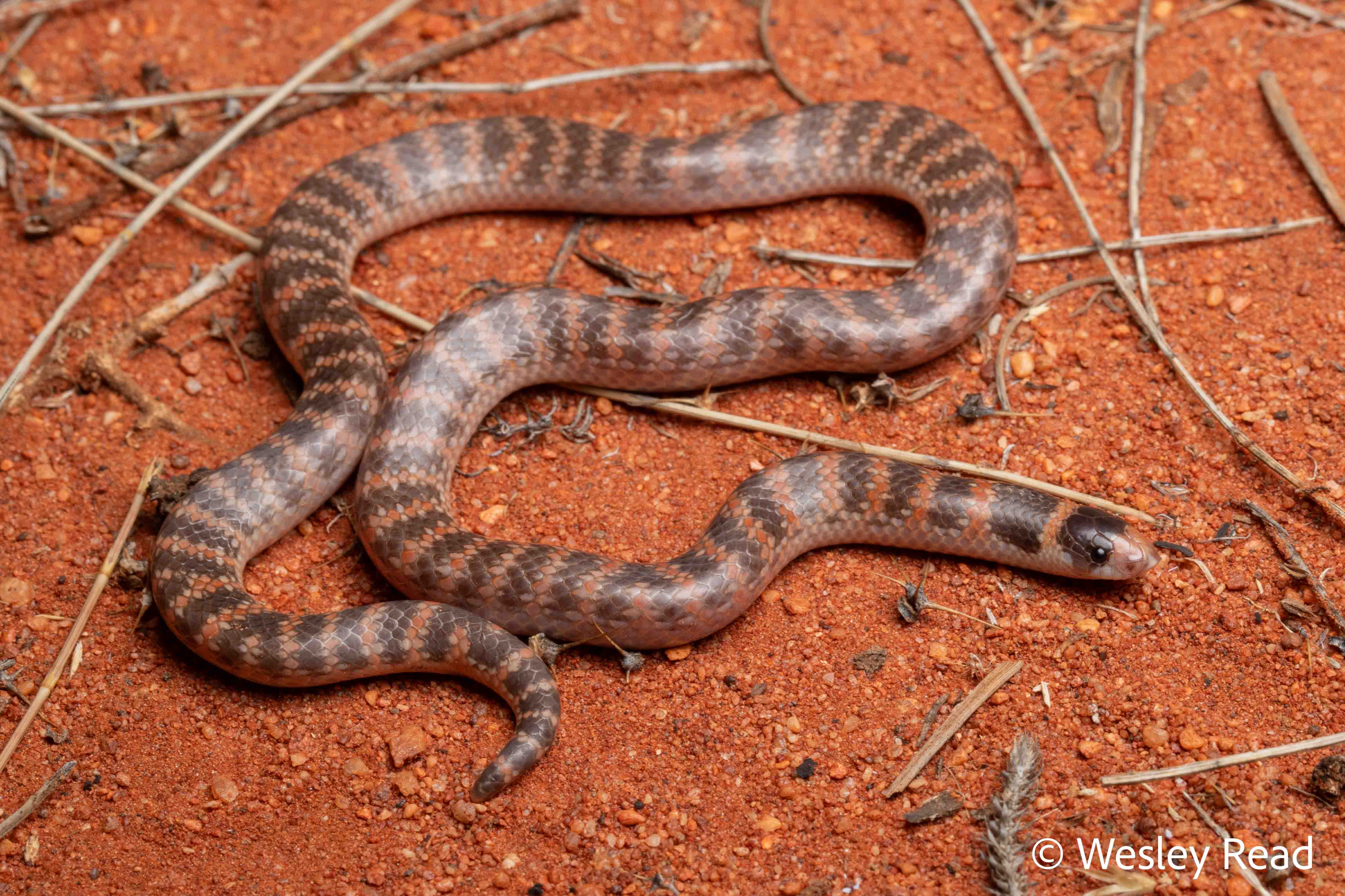 Brachyurophis semifasciatus