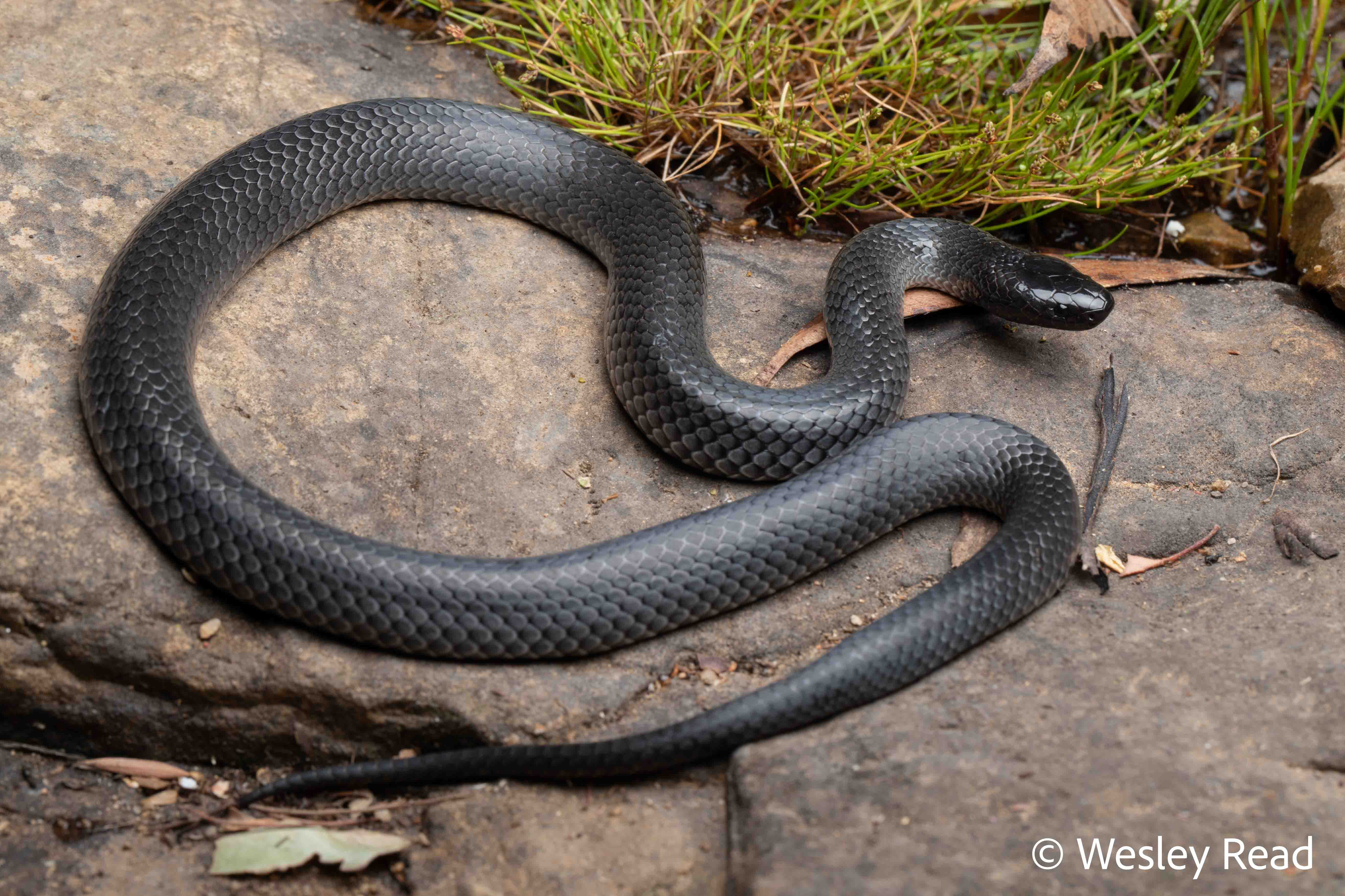 Cryptophis nigrescens