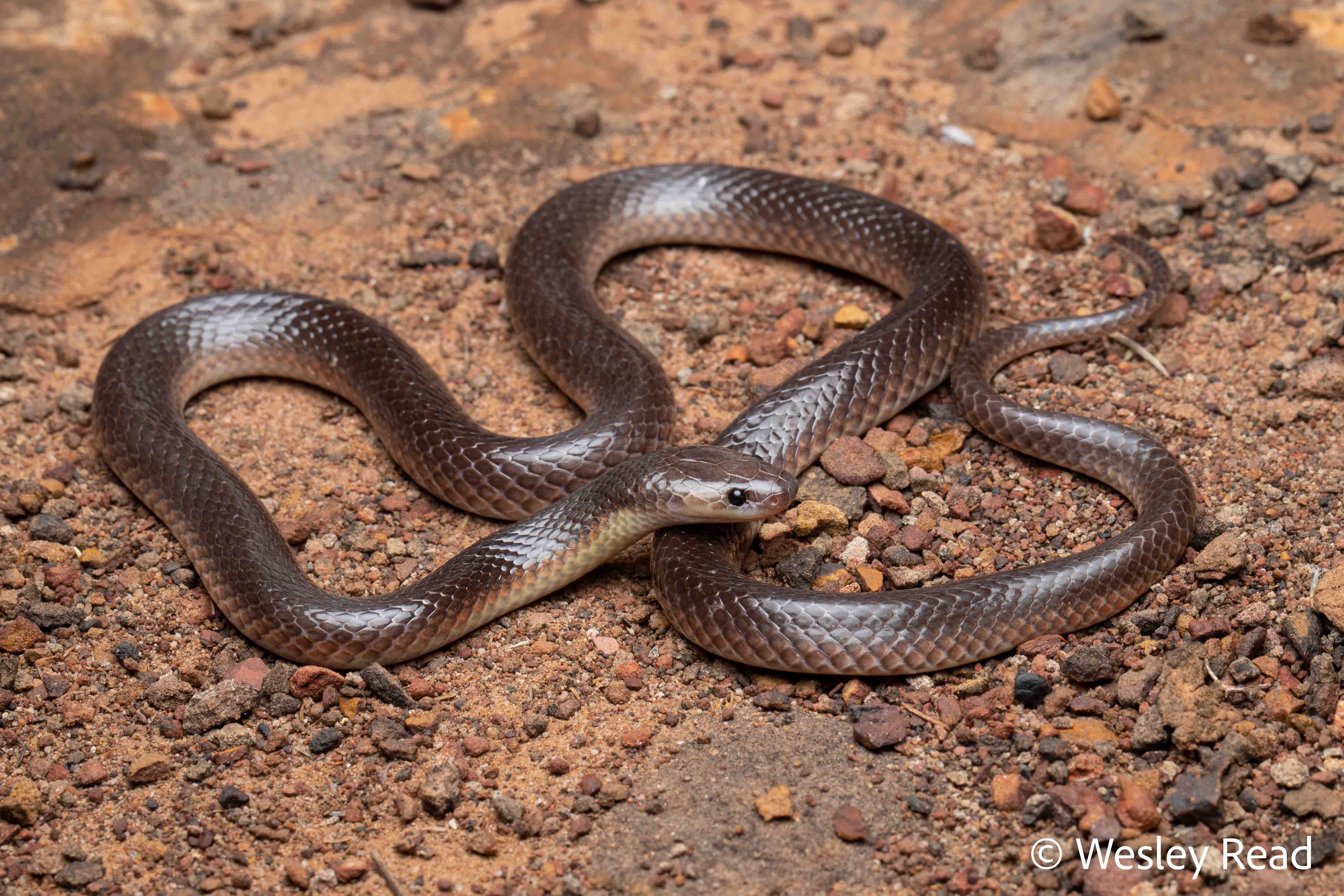 Cryptophis pallidiceps