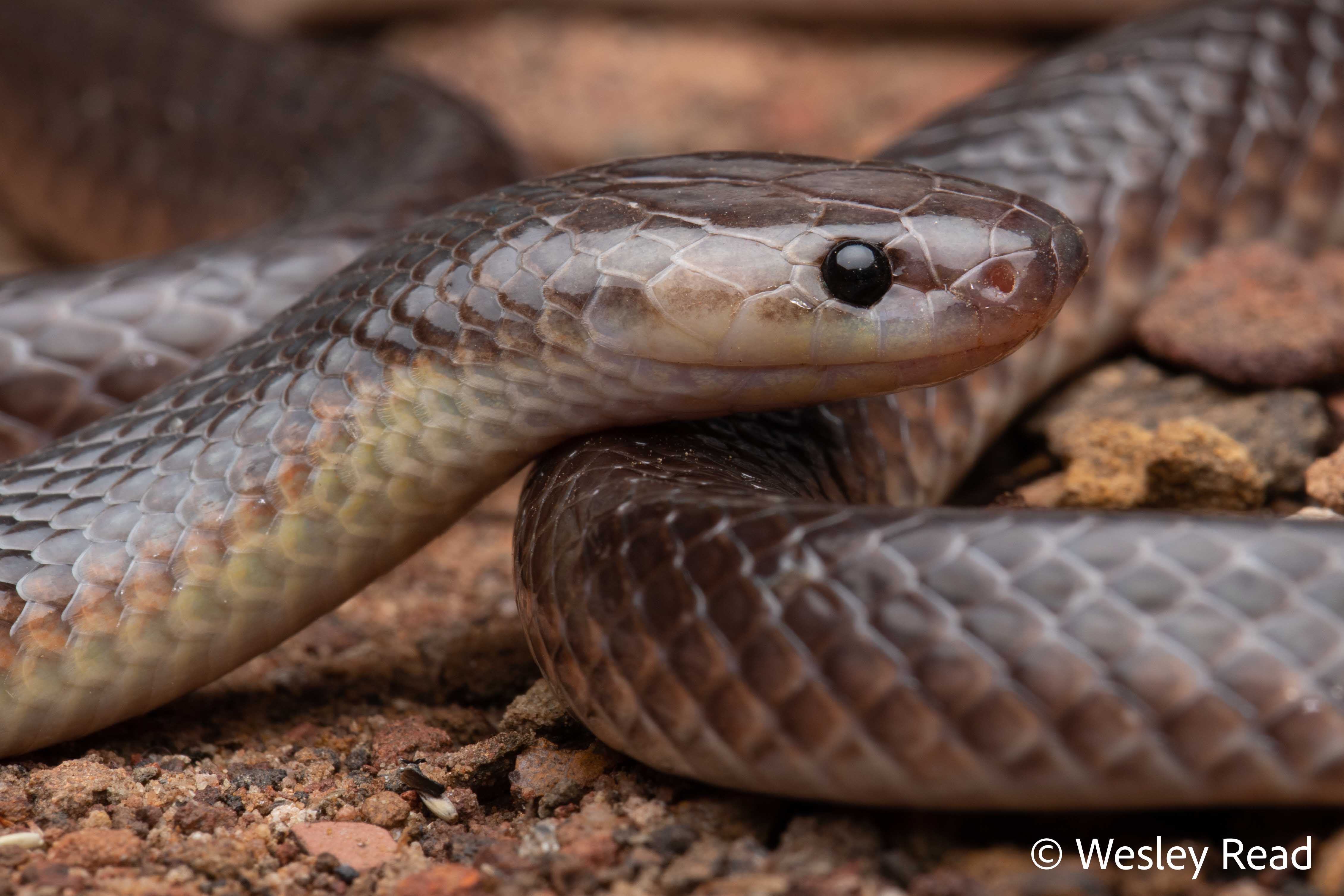 Cryptophis pallidiceps