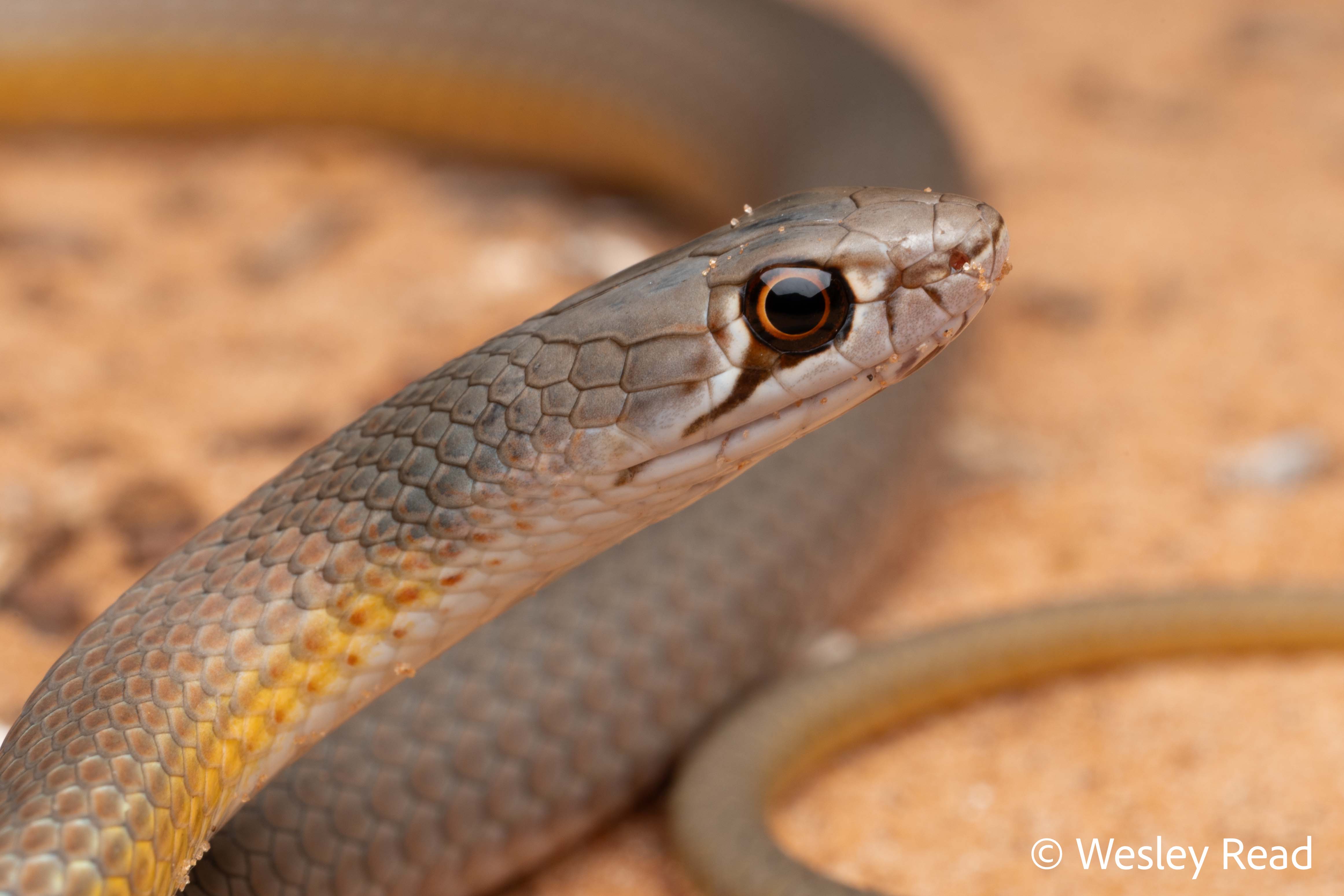 Demansia angusticeps