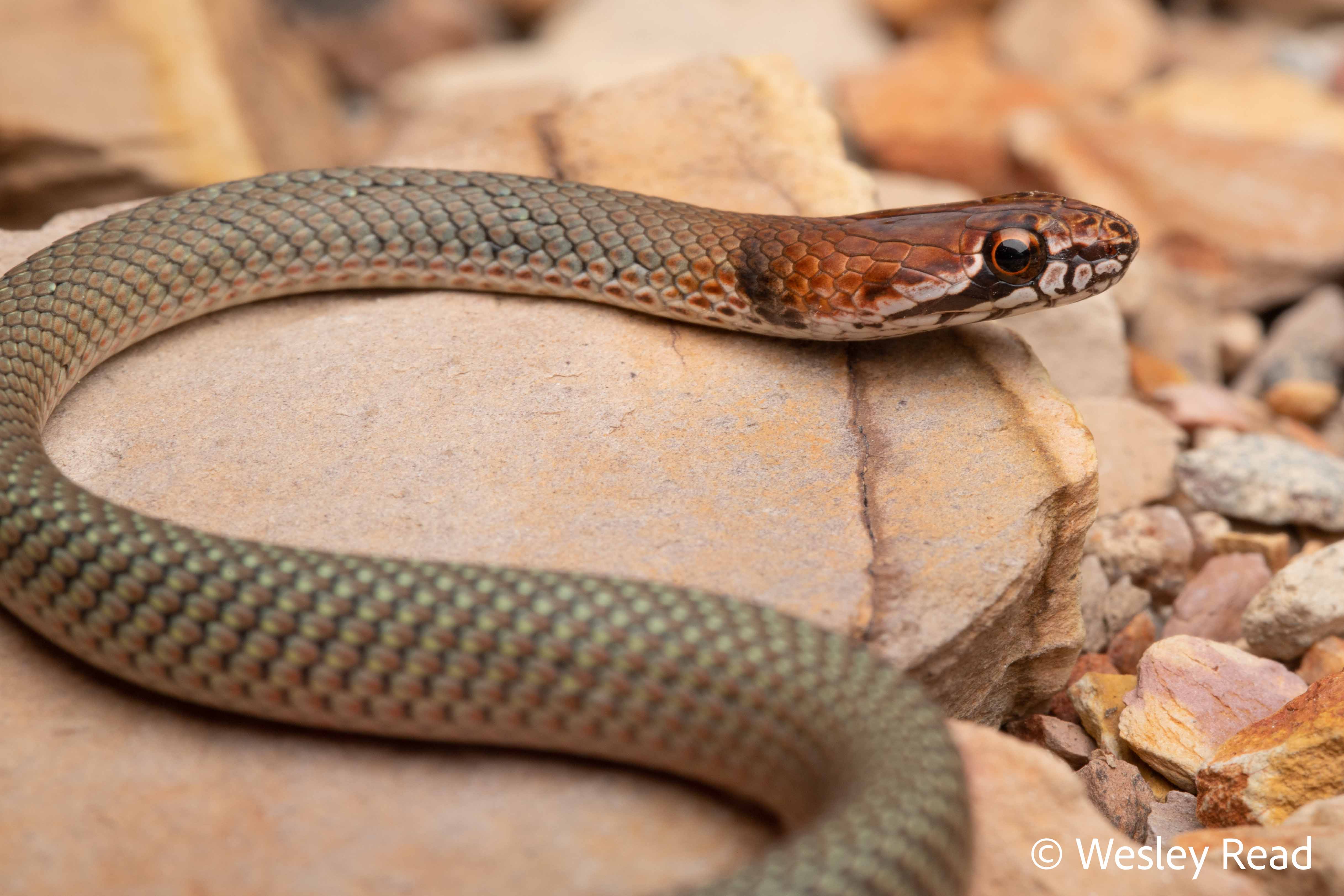 Demansia quaesitor