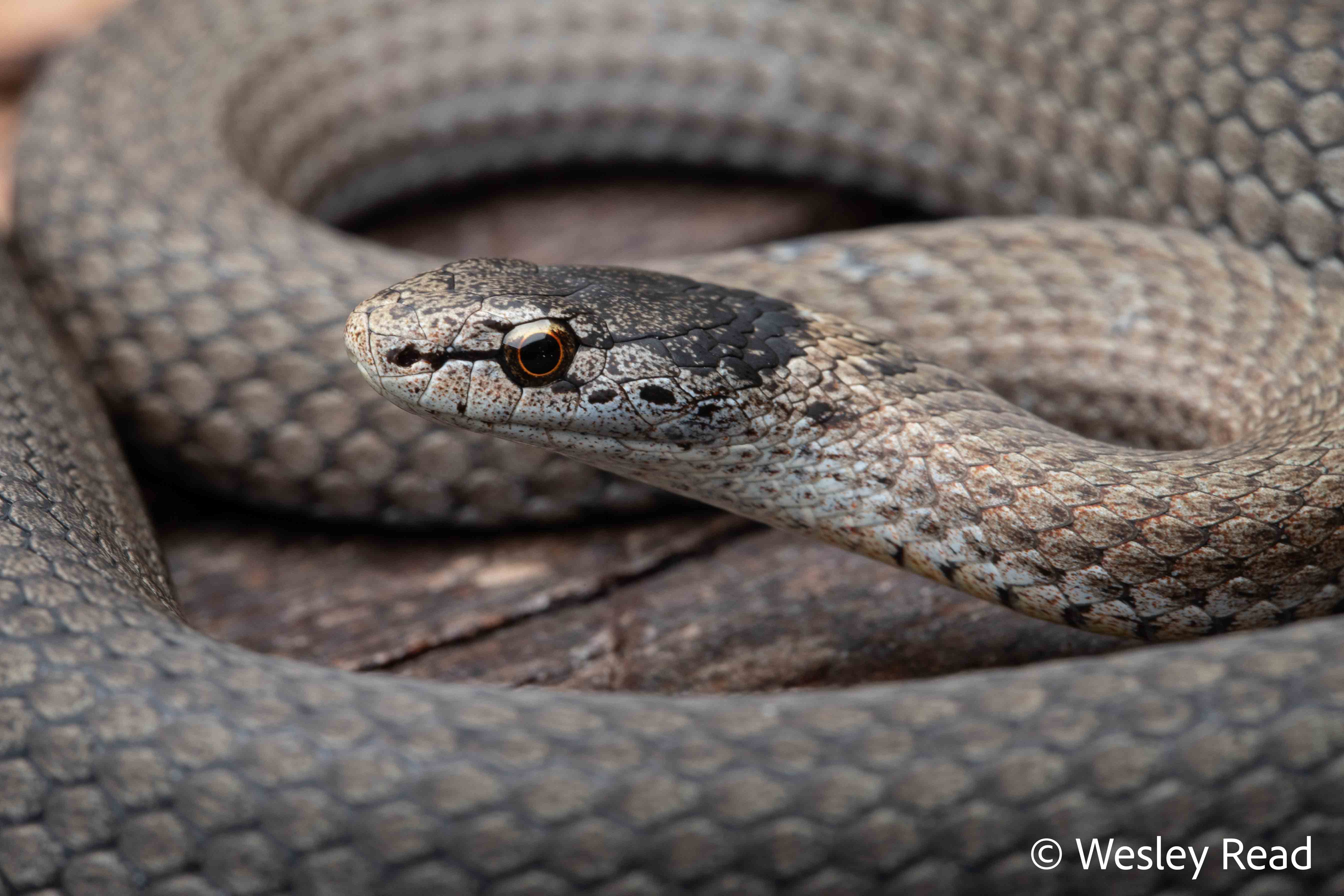 Drysdalia rhodogaster