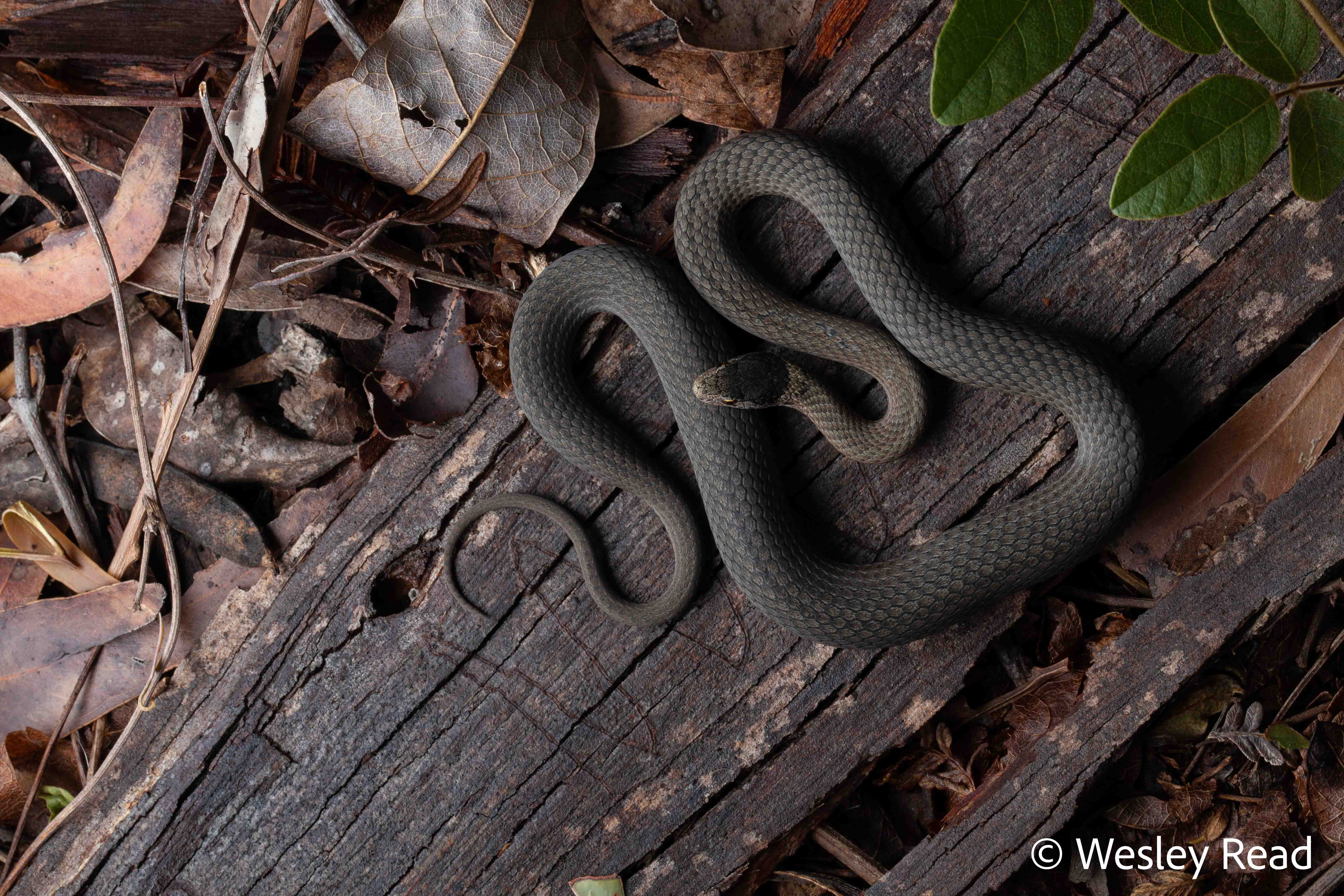 Drysdalia rhodogaster