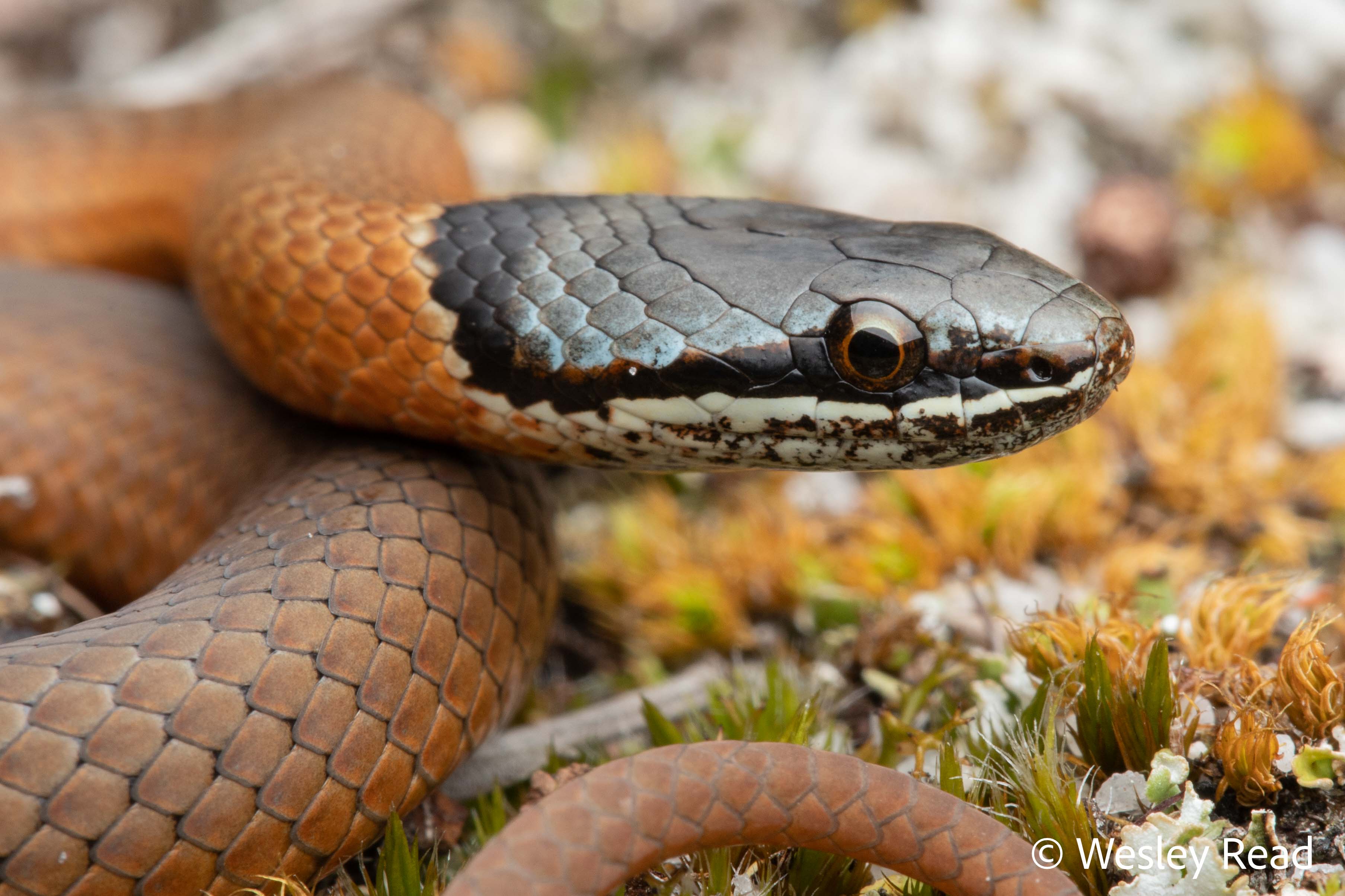 Elapognathus coronatus