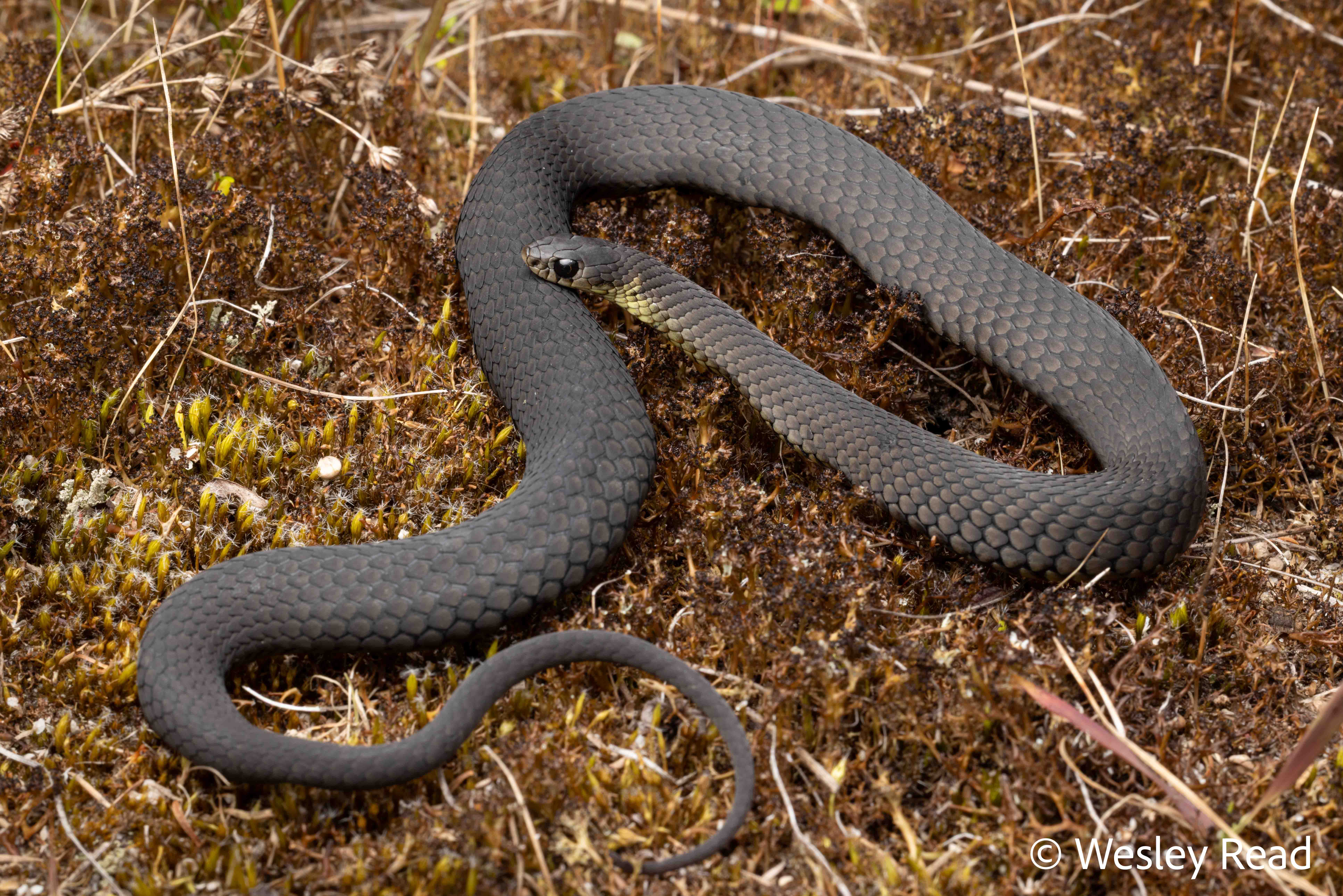 Elapognathus minor