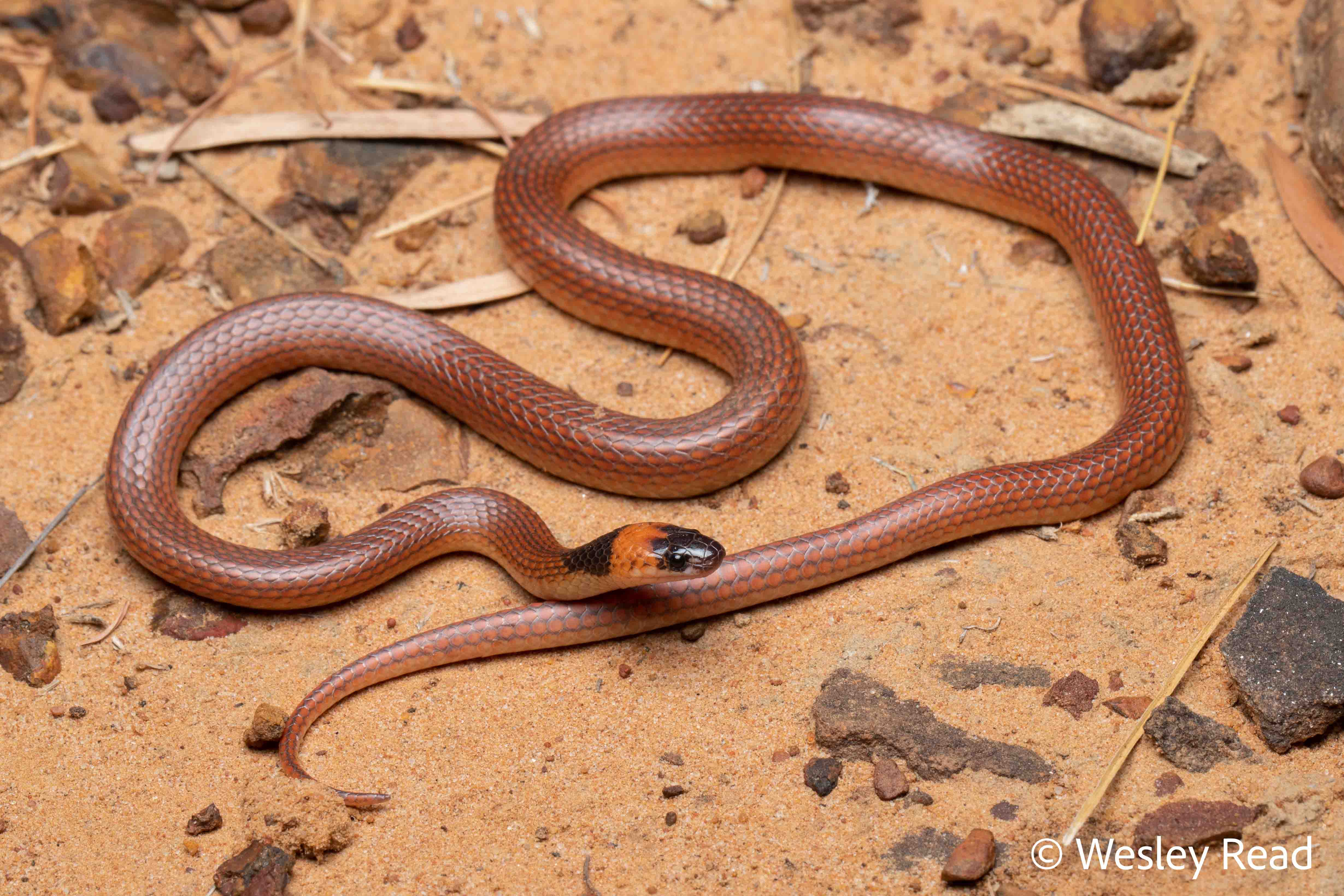 Furina ornata