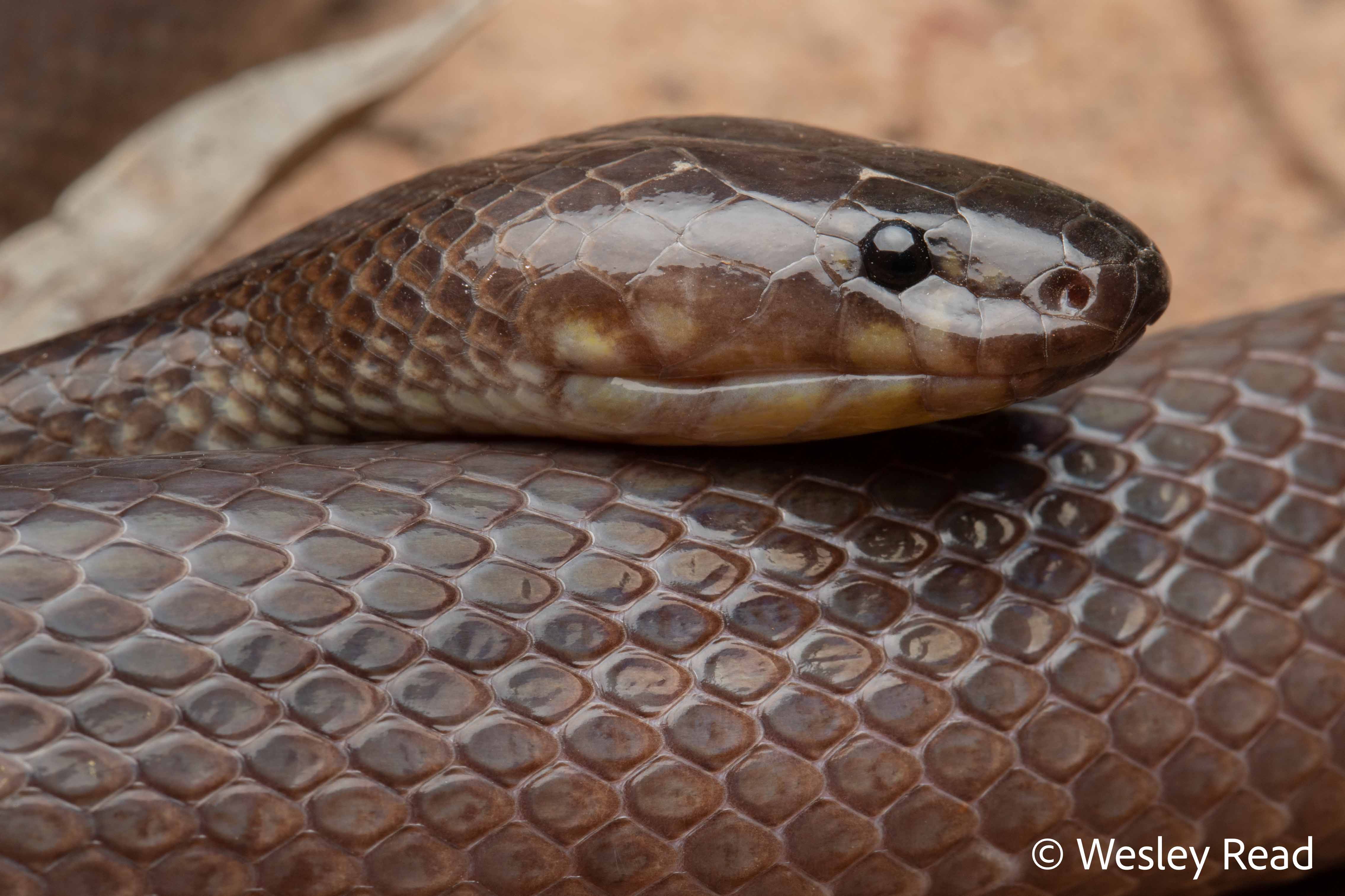 Glyphodon dunmalli