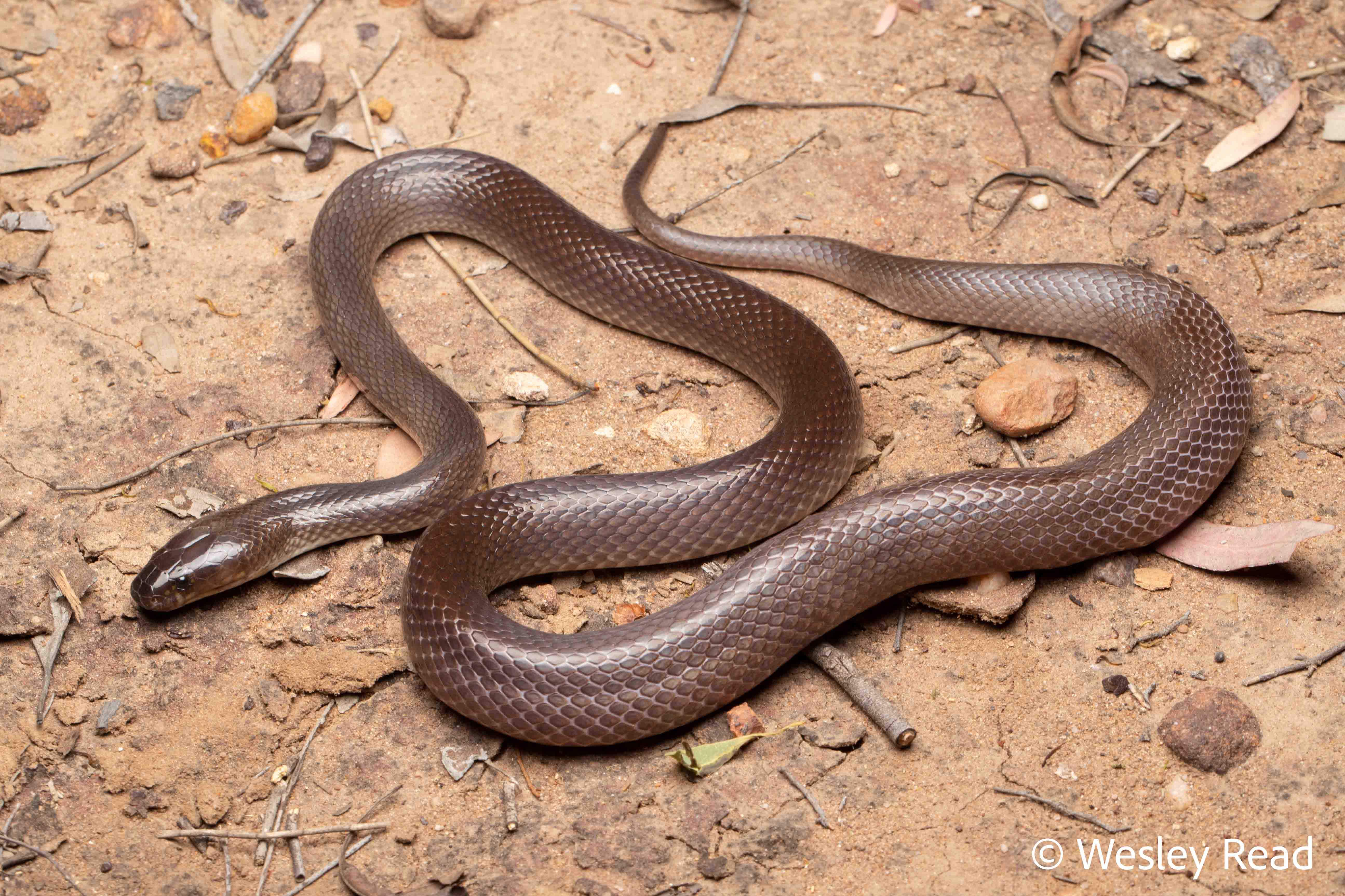 Glyphodon dunmalli