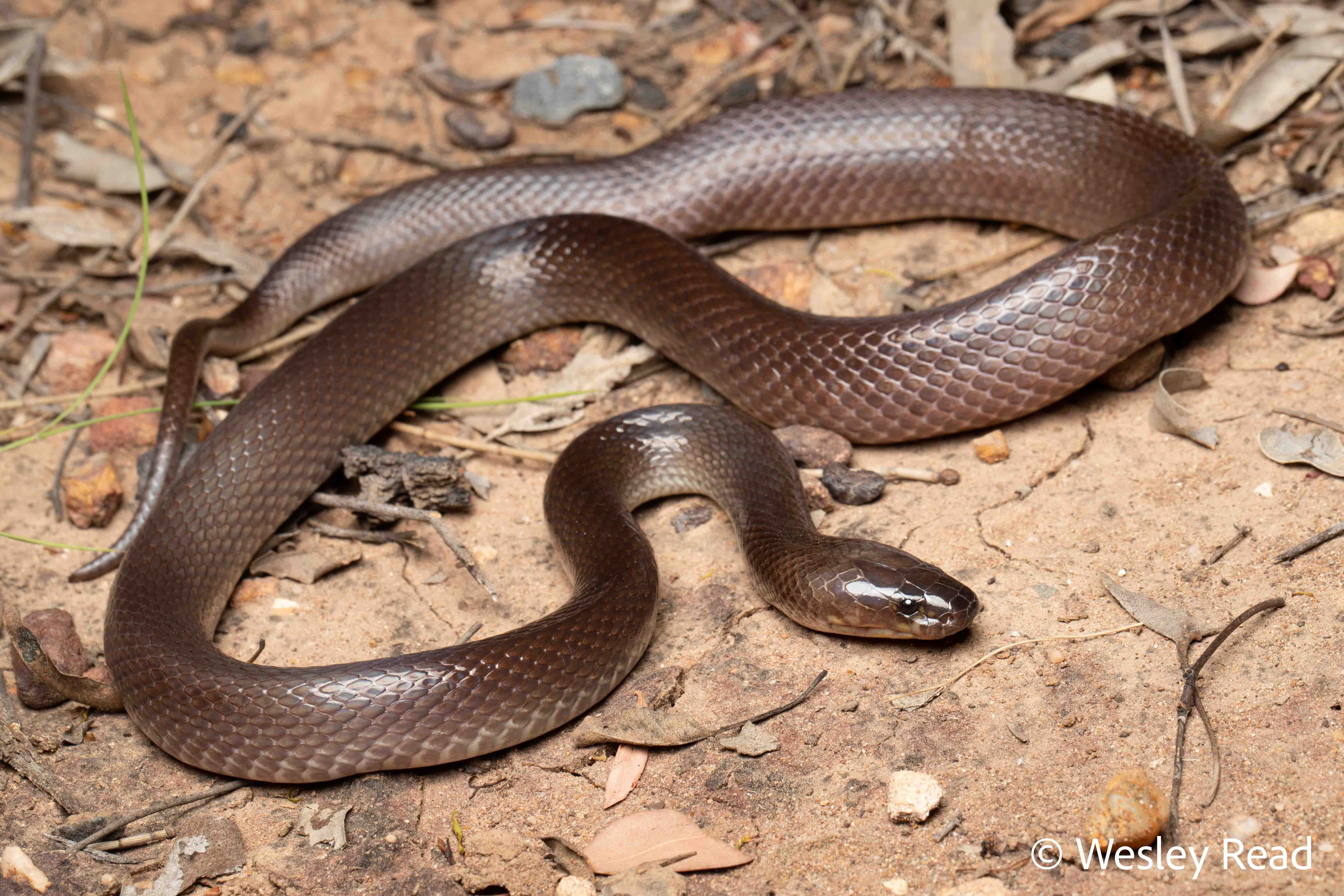 Glyphodon dunmalli