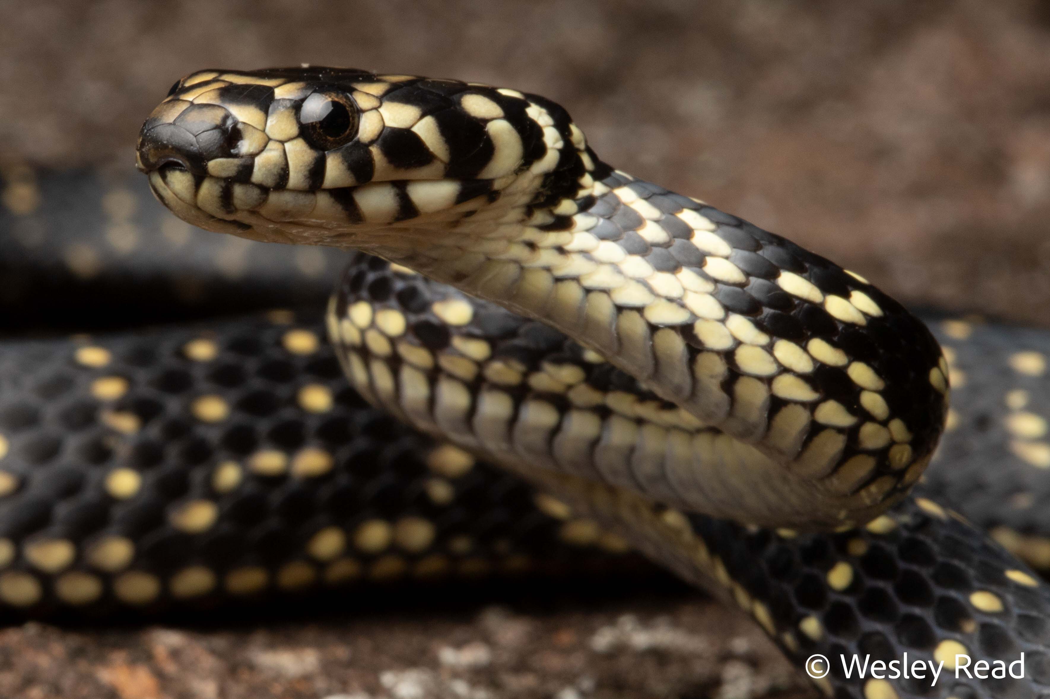 Hoplocephalus bungaroides