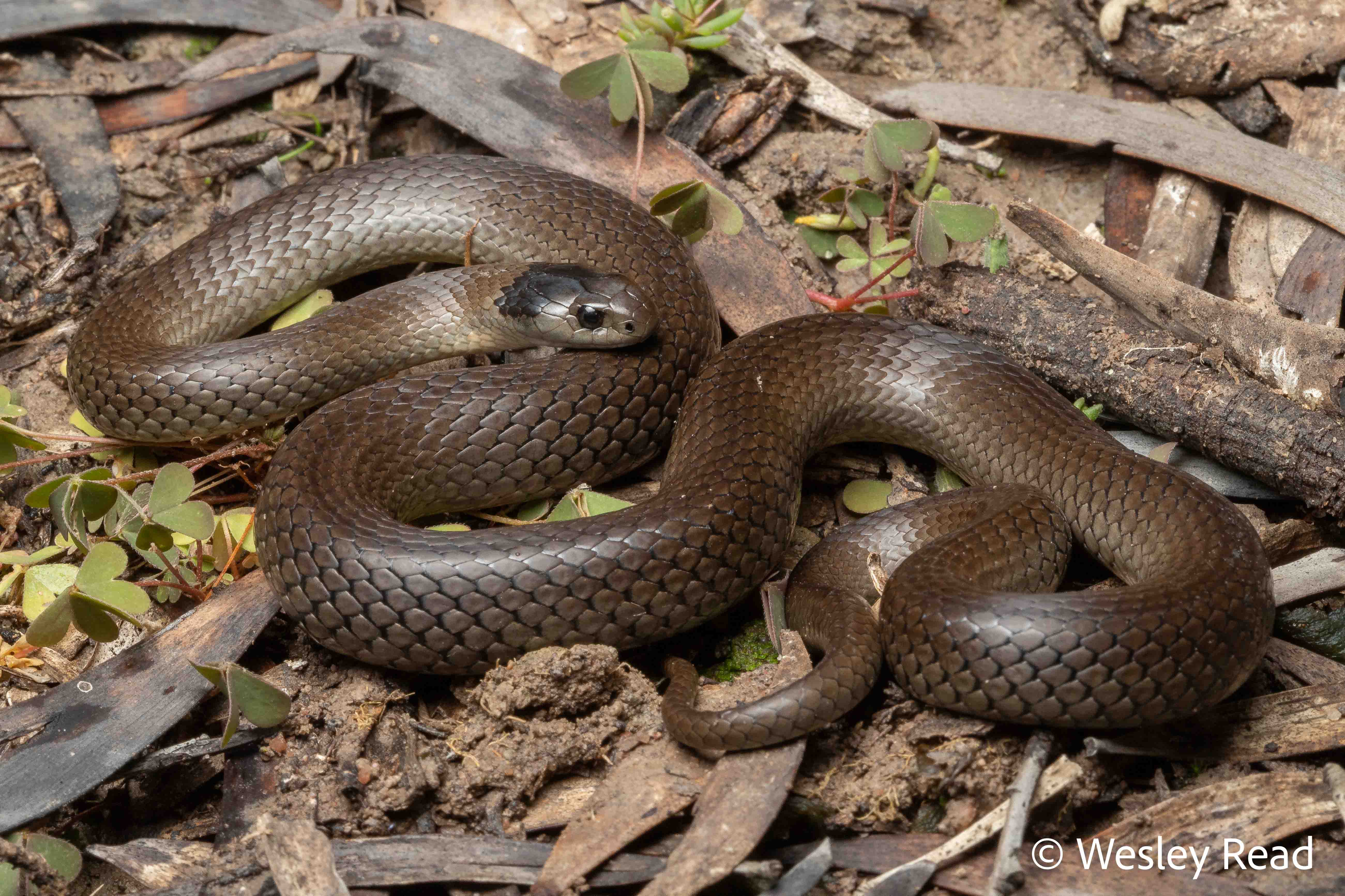 Hemiaspis damelii