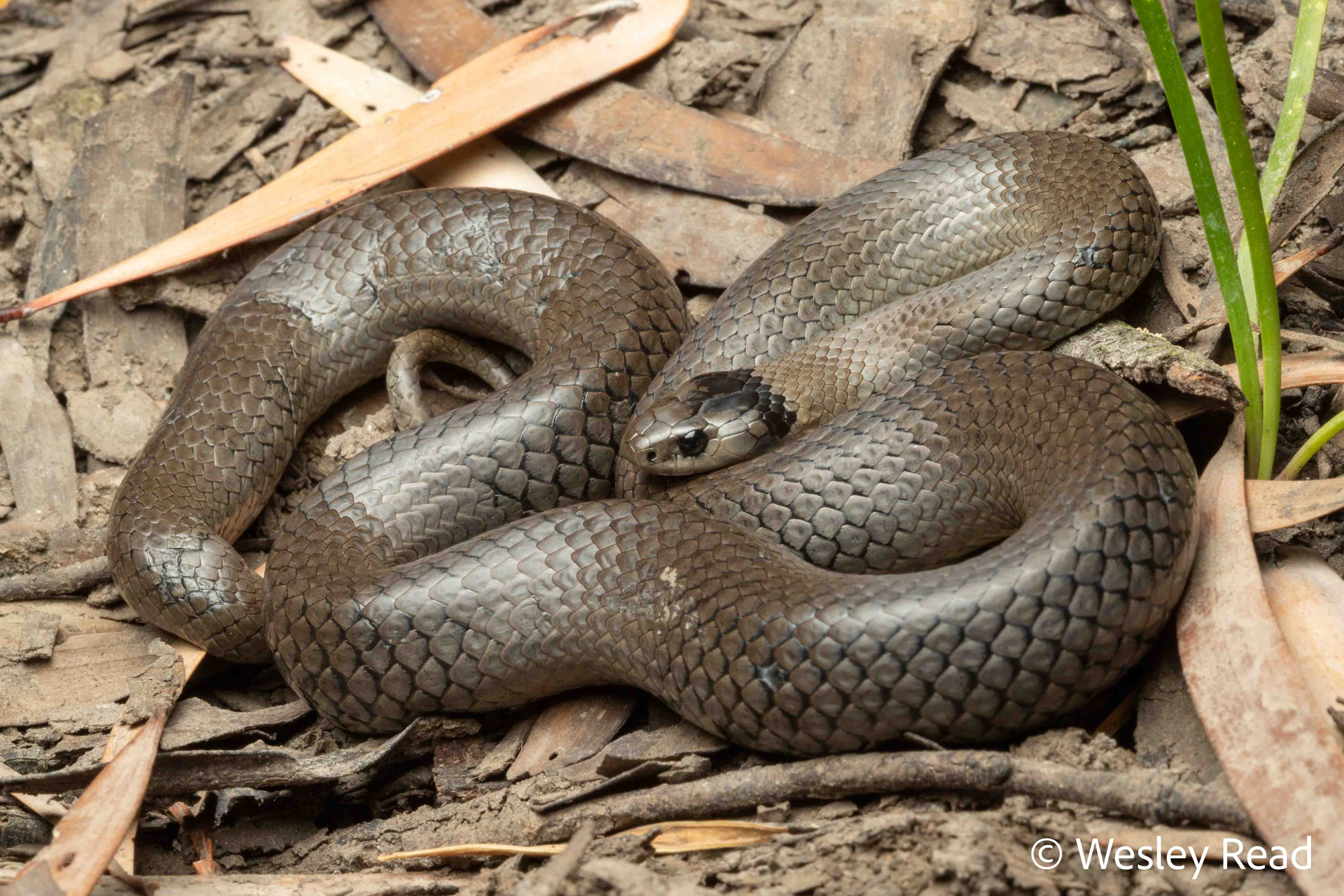 Rainforests and bronzebacks (Part 1)