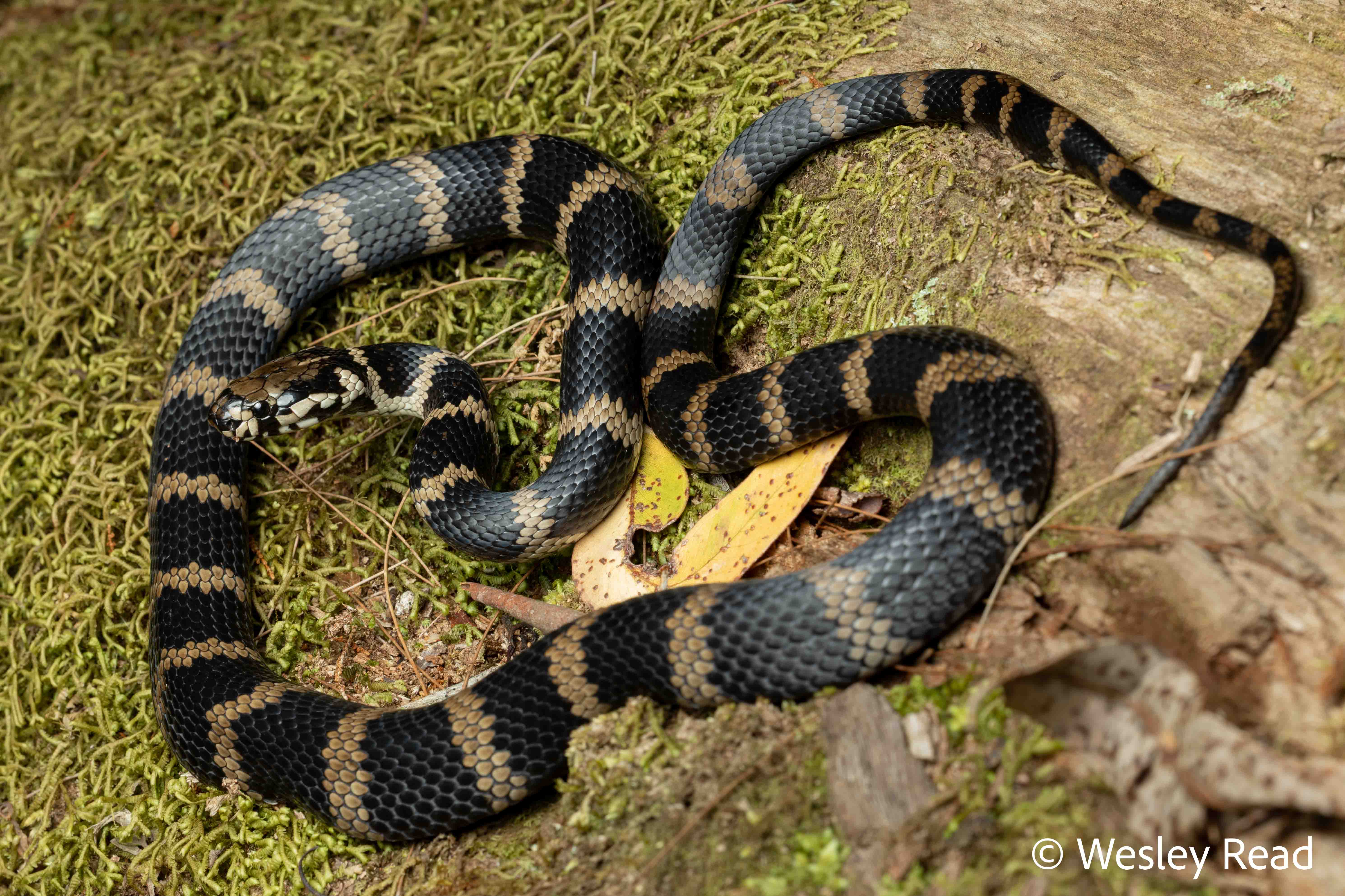 Hoplocephalus stephensii