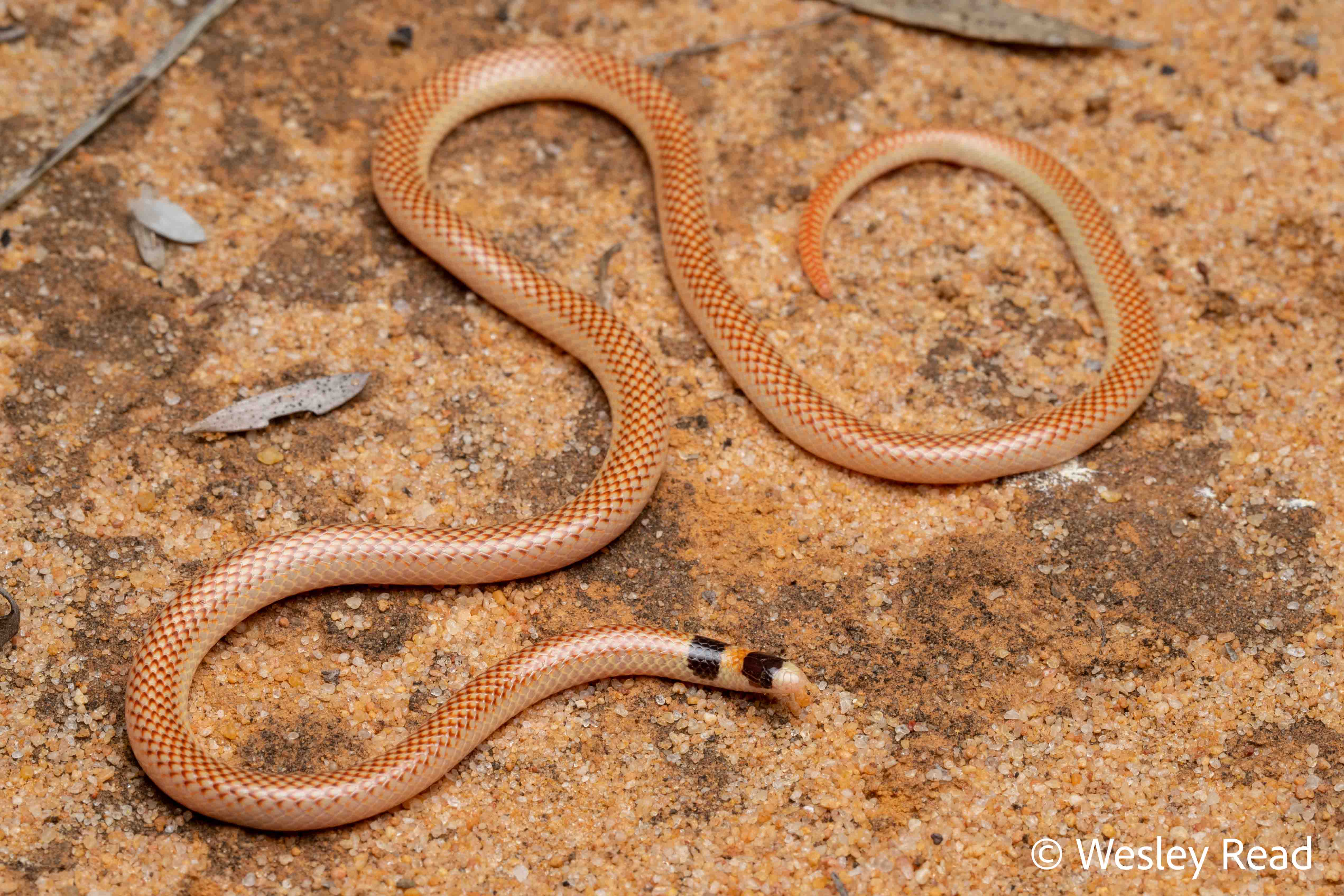 Narophis bimaculatus