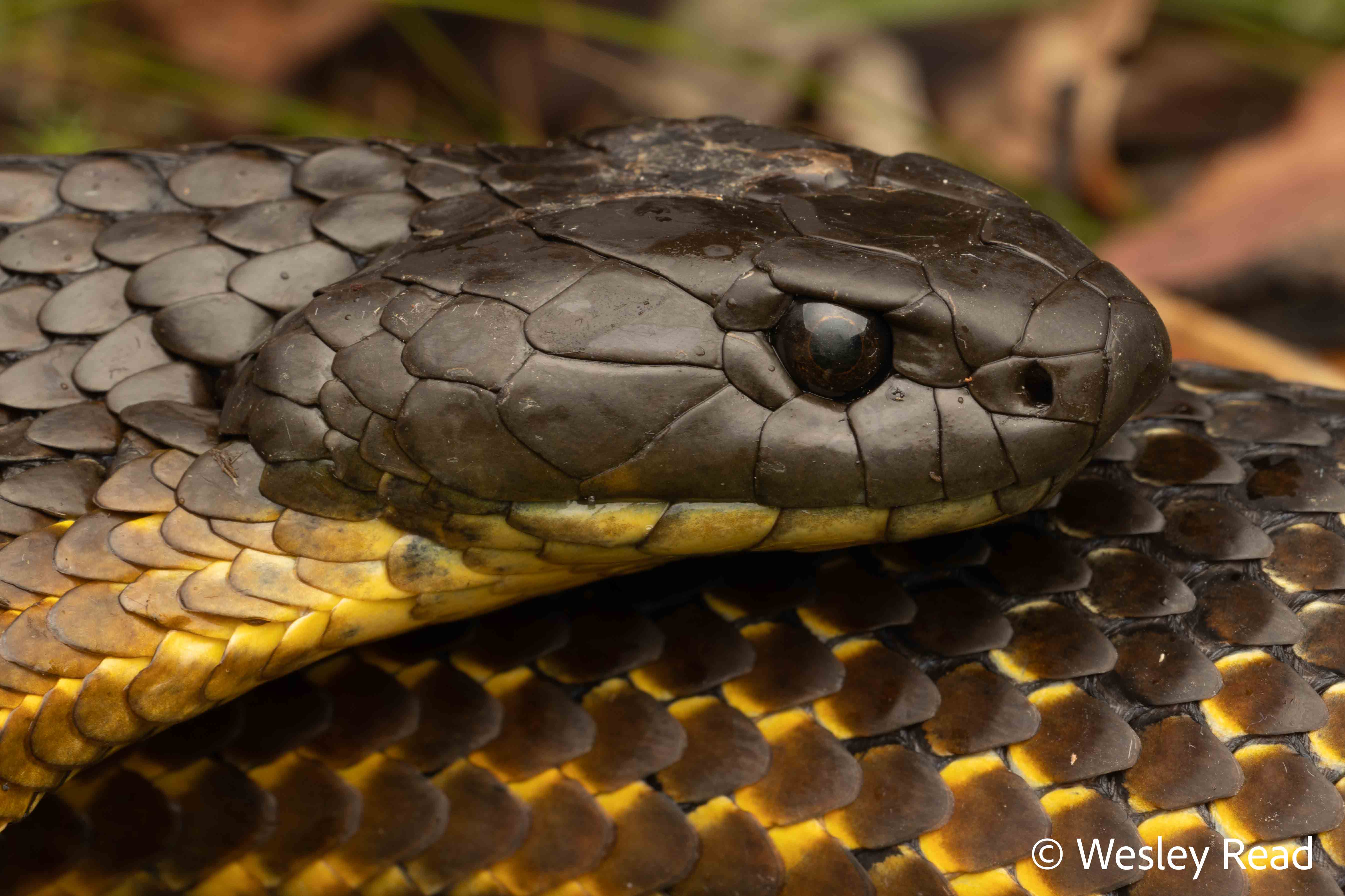 Notechis scutatus