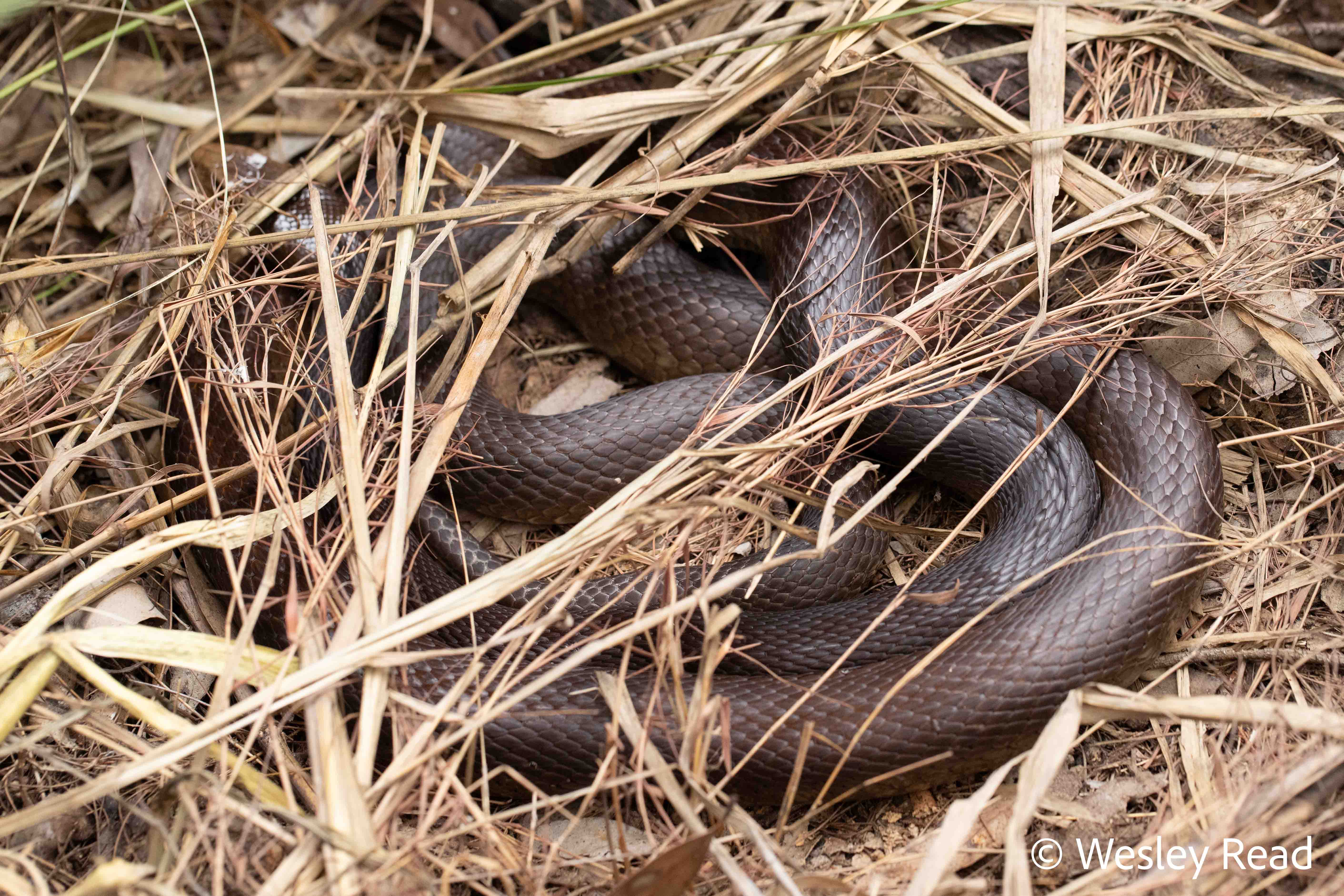 Oxyuranus scutellatus