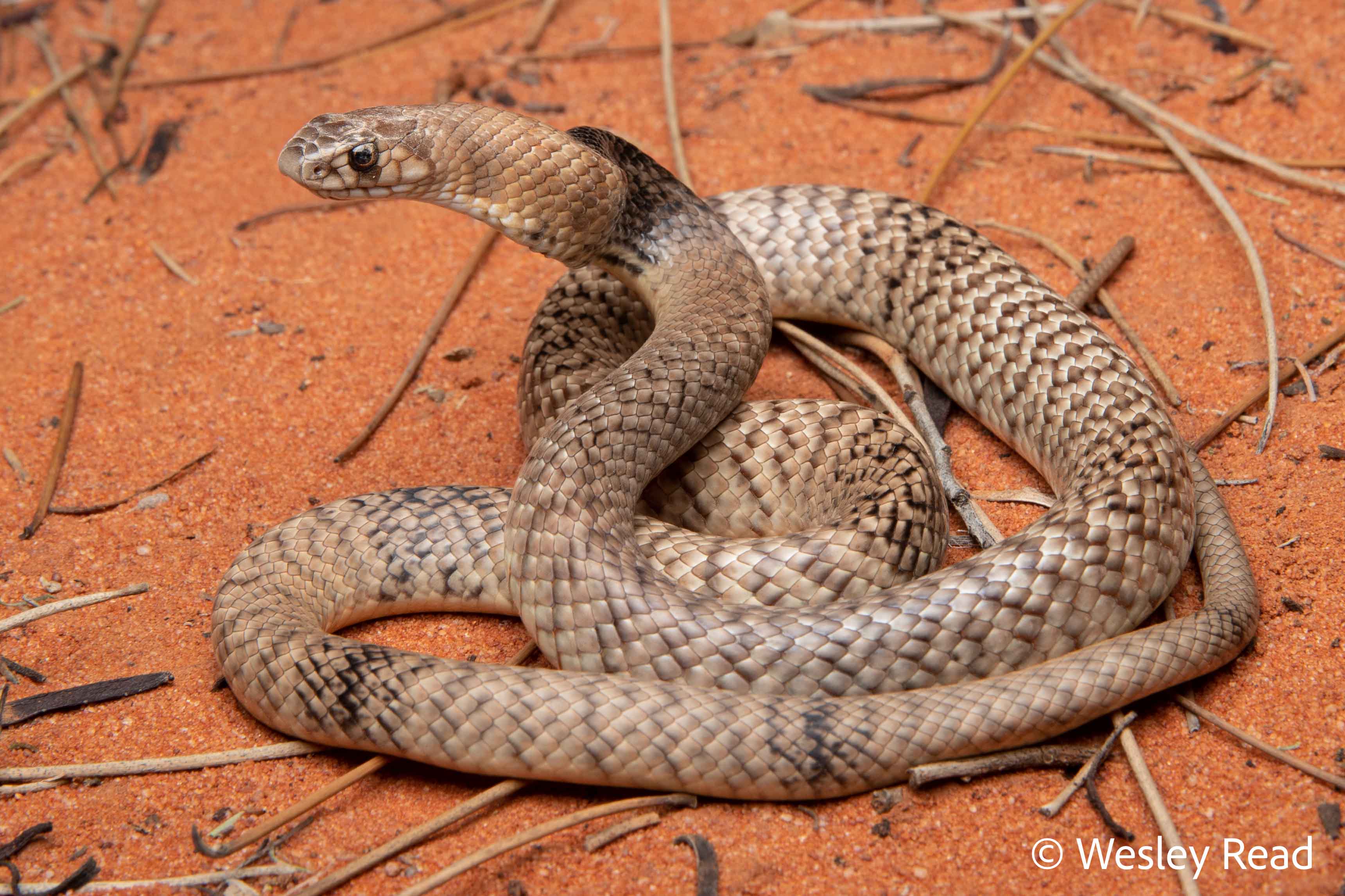 Pseudonaja aspidorhyncha