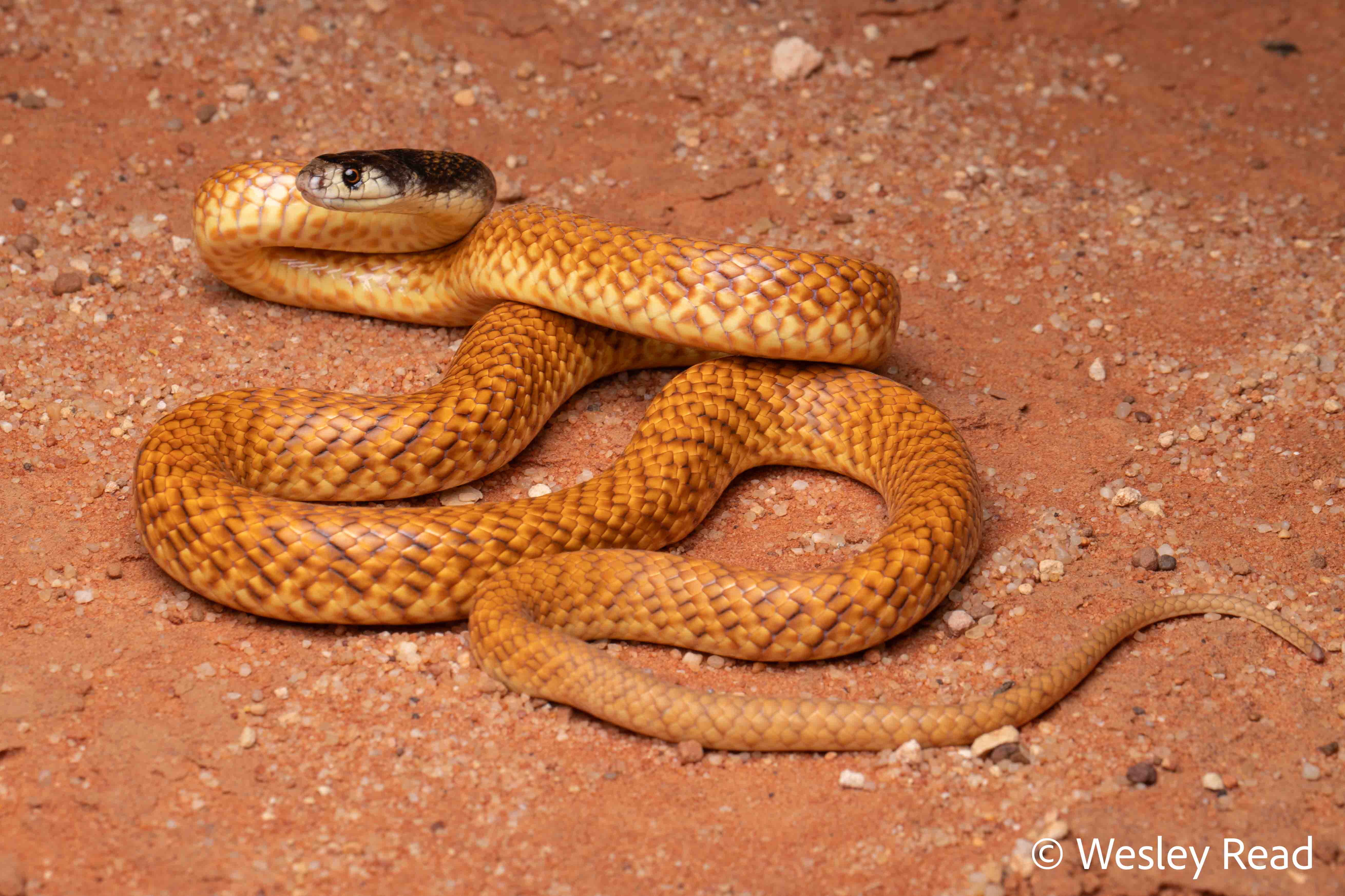 Pseudonaja mengdeni