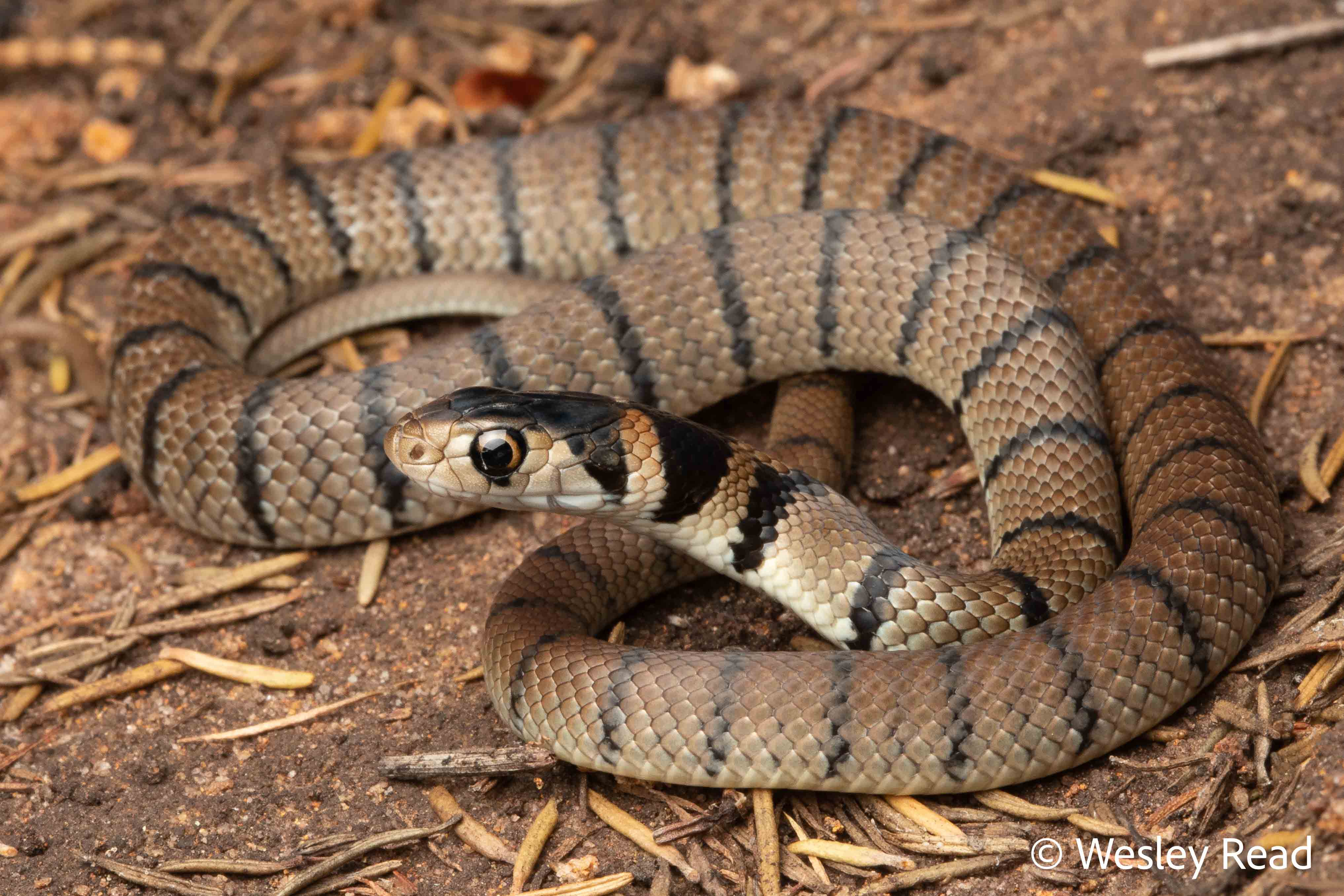 Pseudonaja textilis