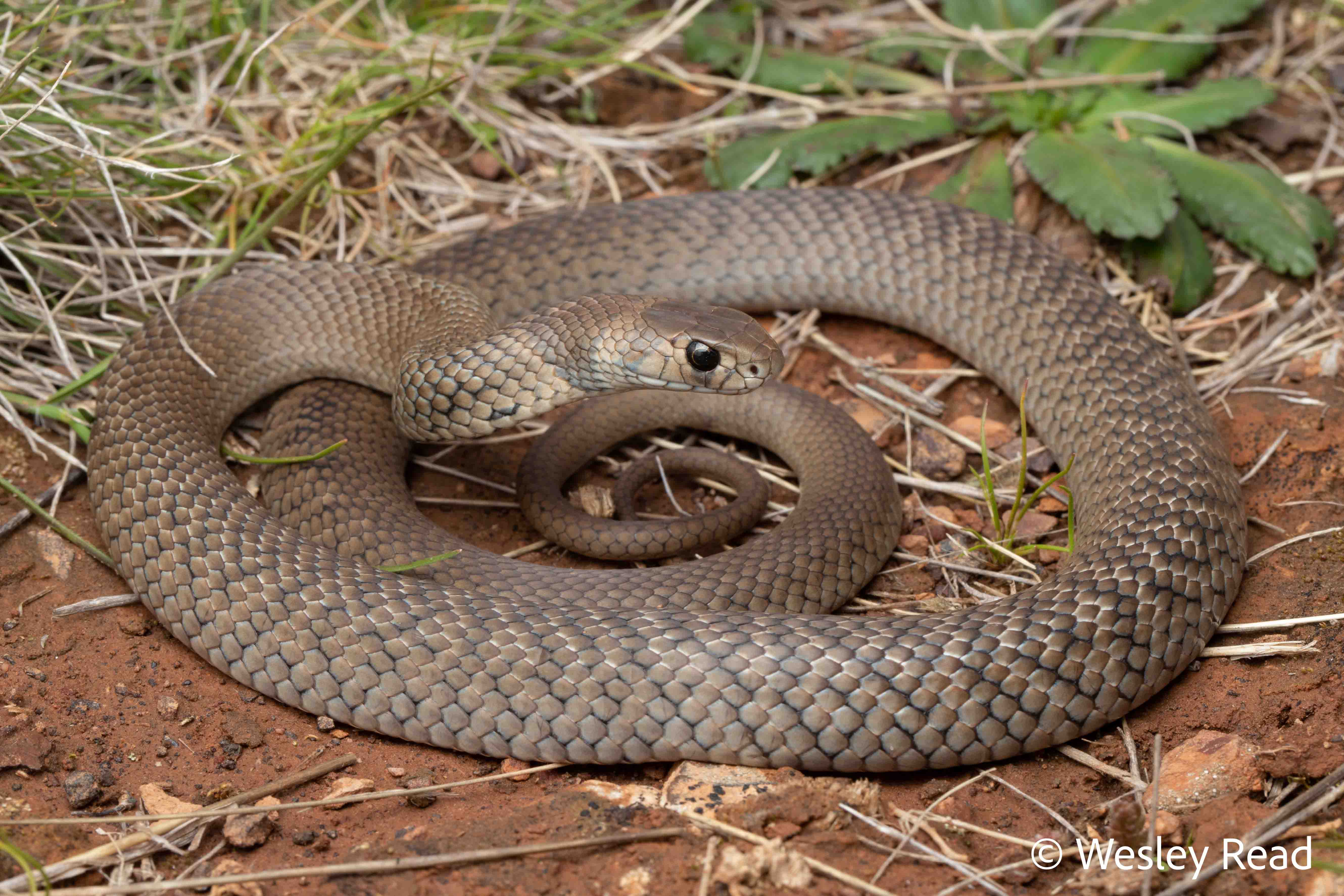 Pseudonaja textilis