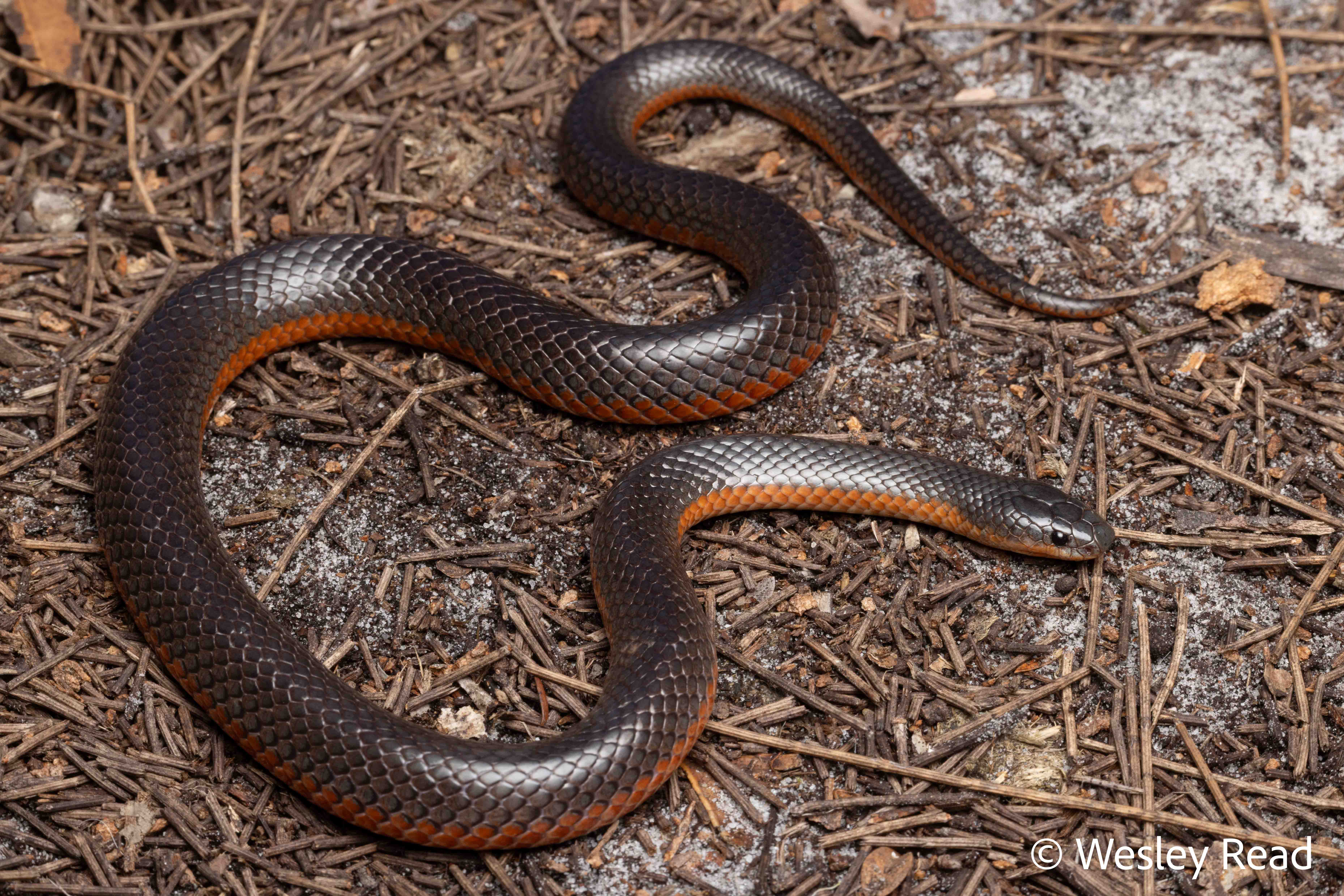 Rhinoplocephalus bicolor