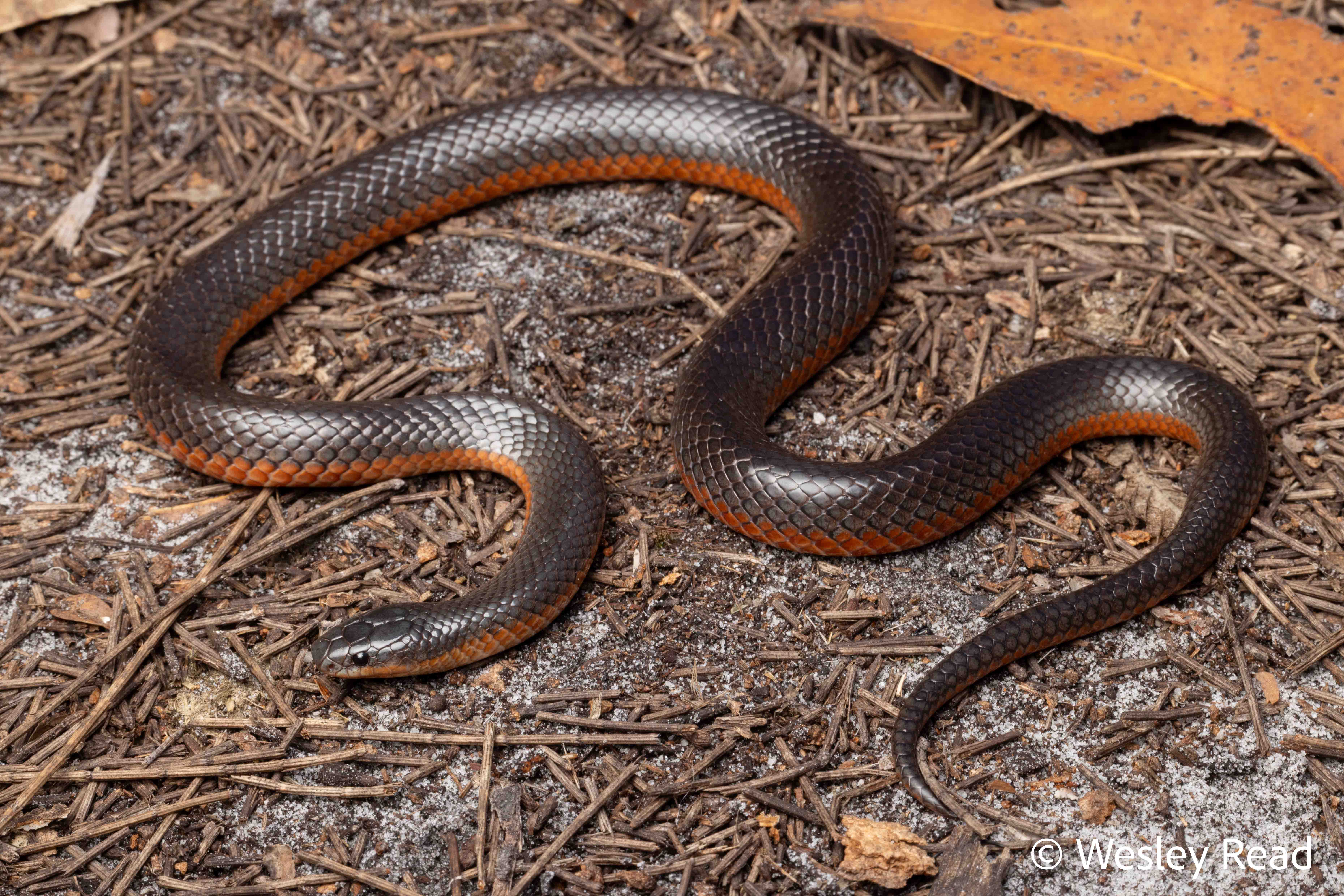 Rhinoplocephalus bicolor