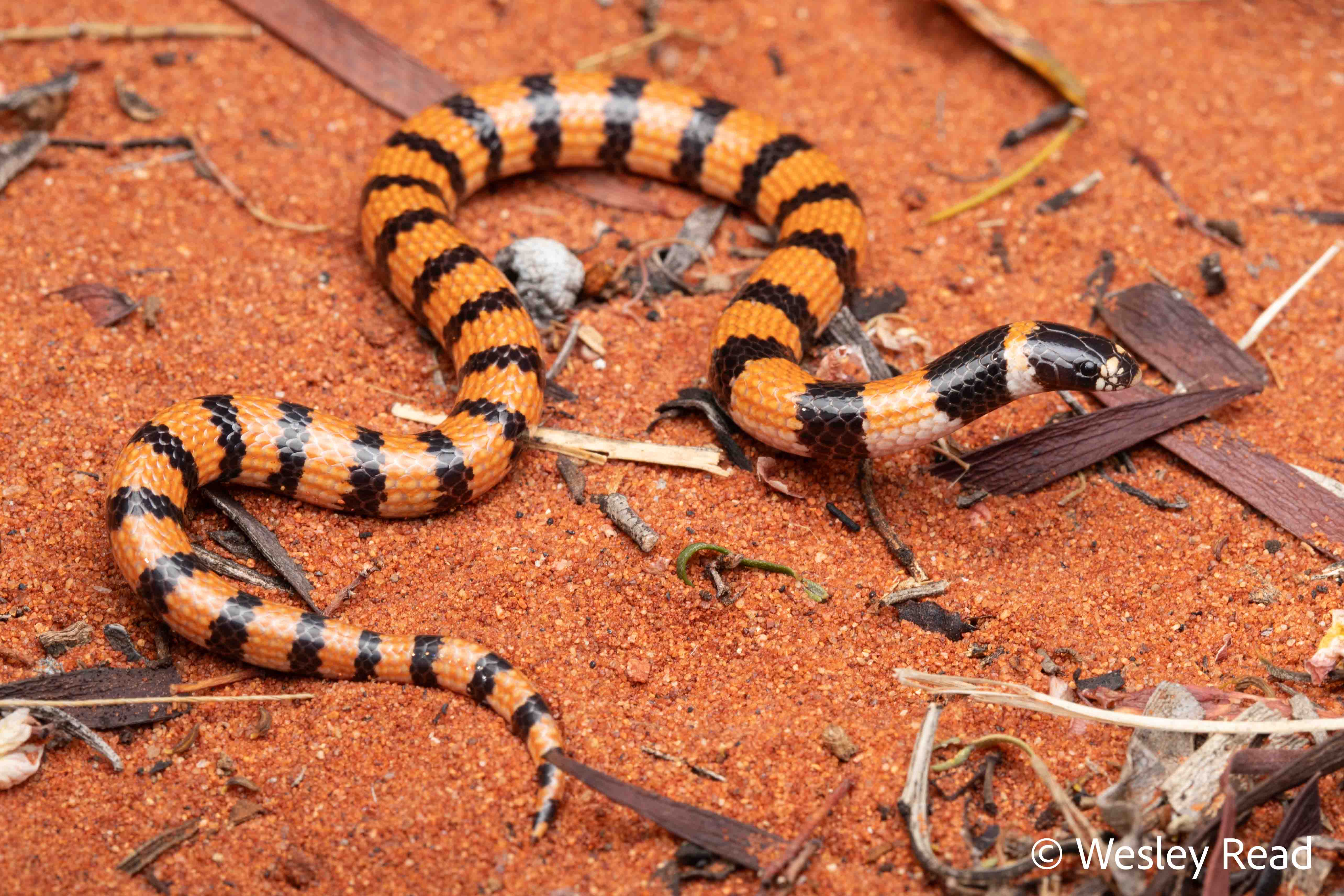 Simoselaps anomalus