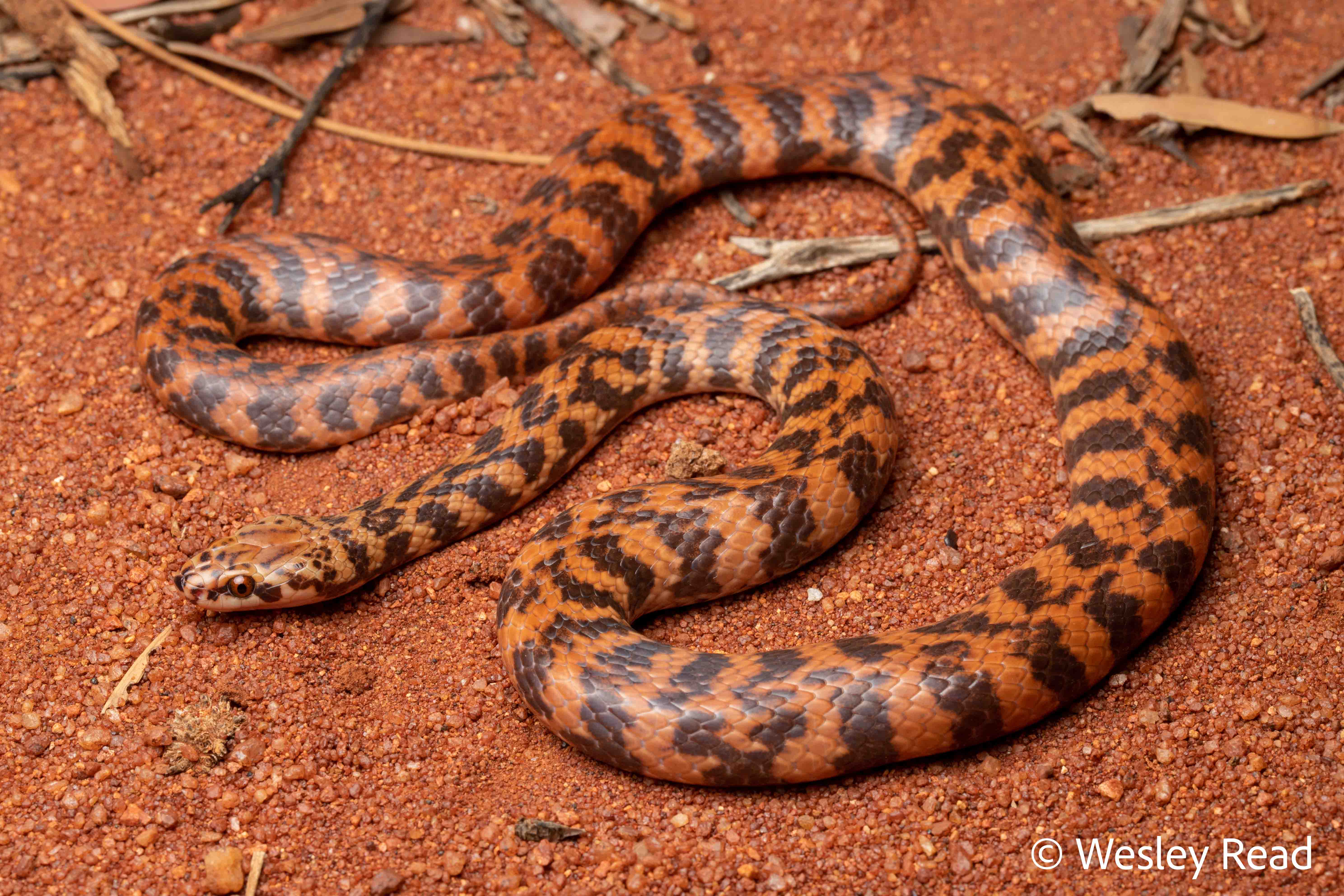 Suta fasciata