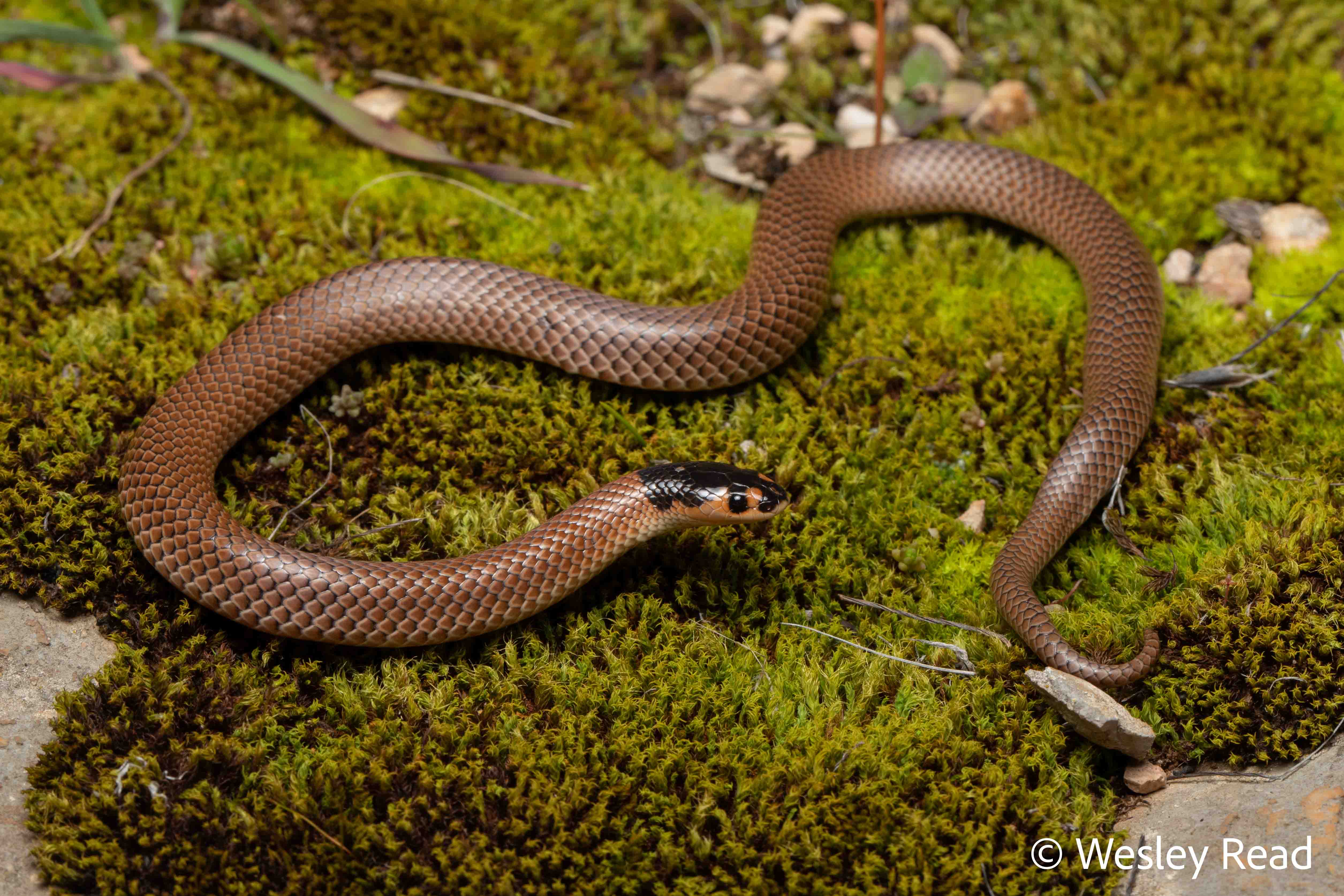 Suta spectabilis