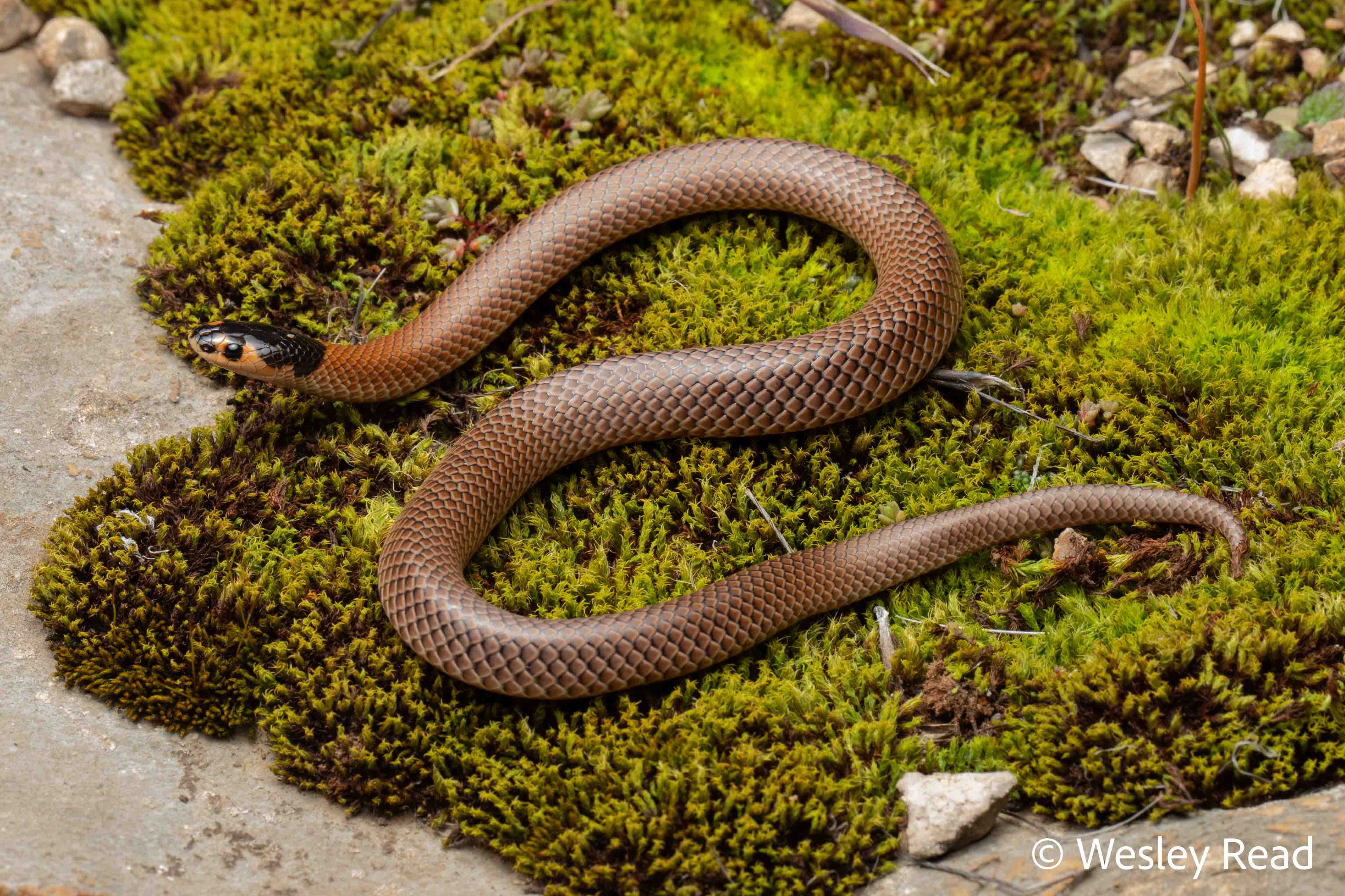 Suta spectabilis