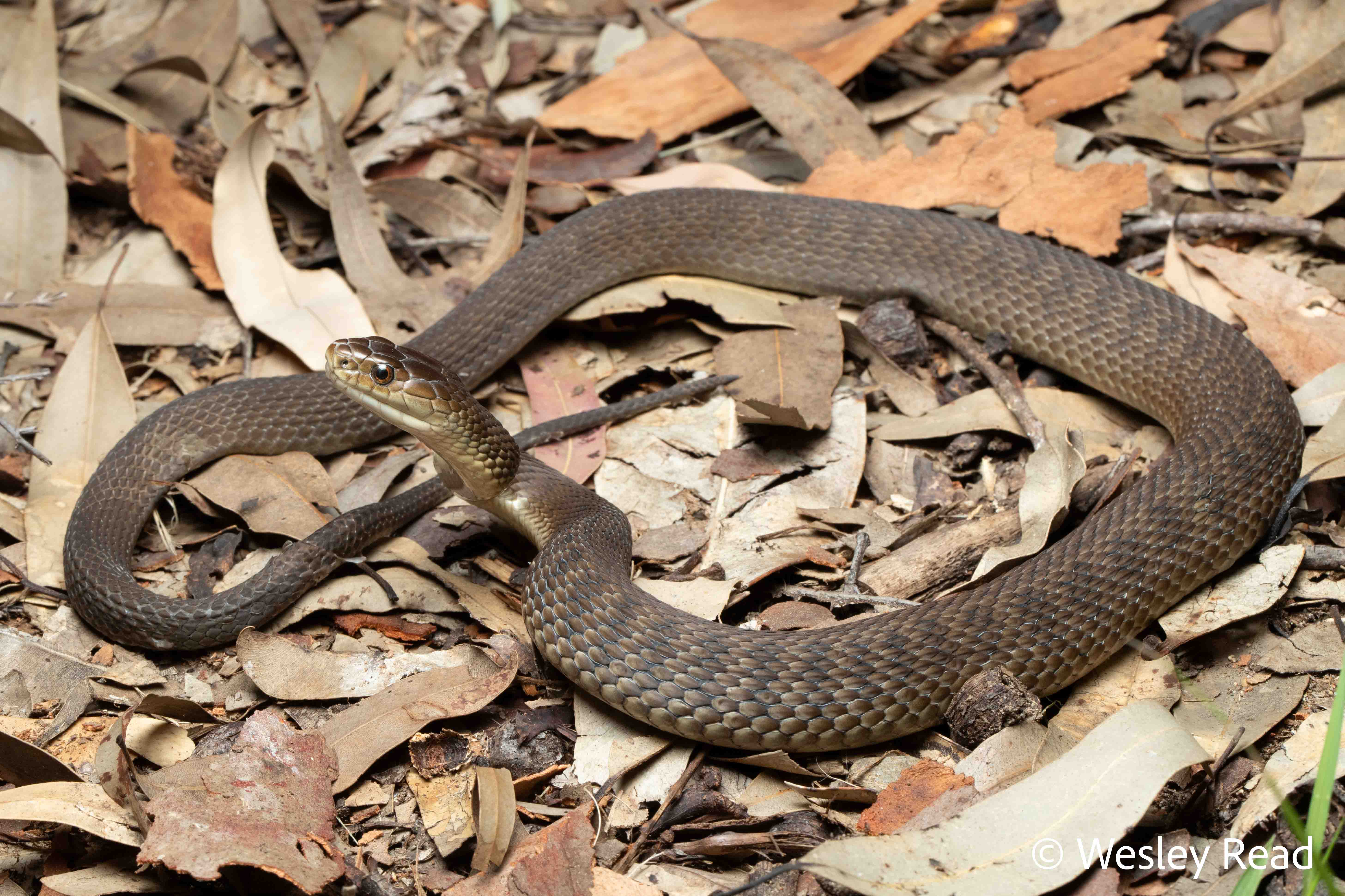 Tropidechis carinatus