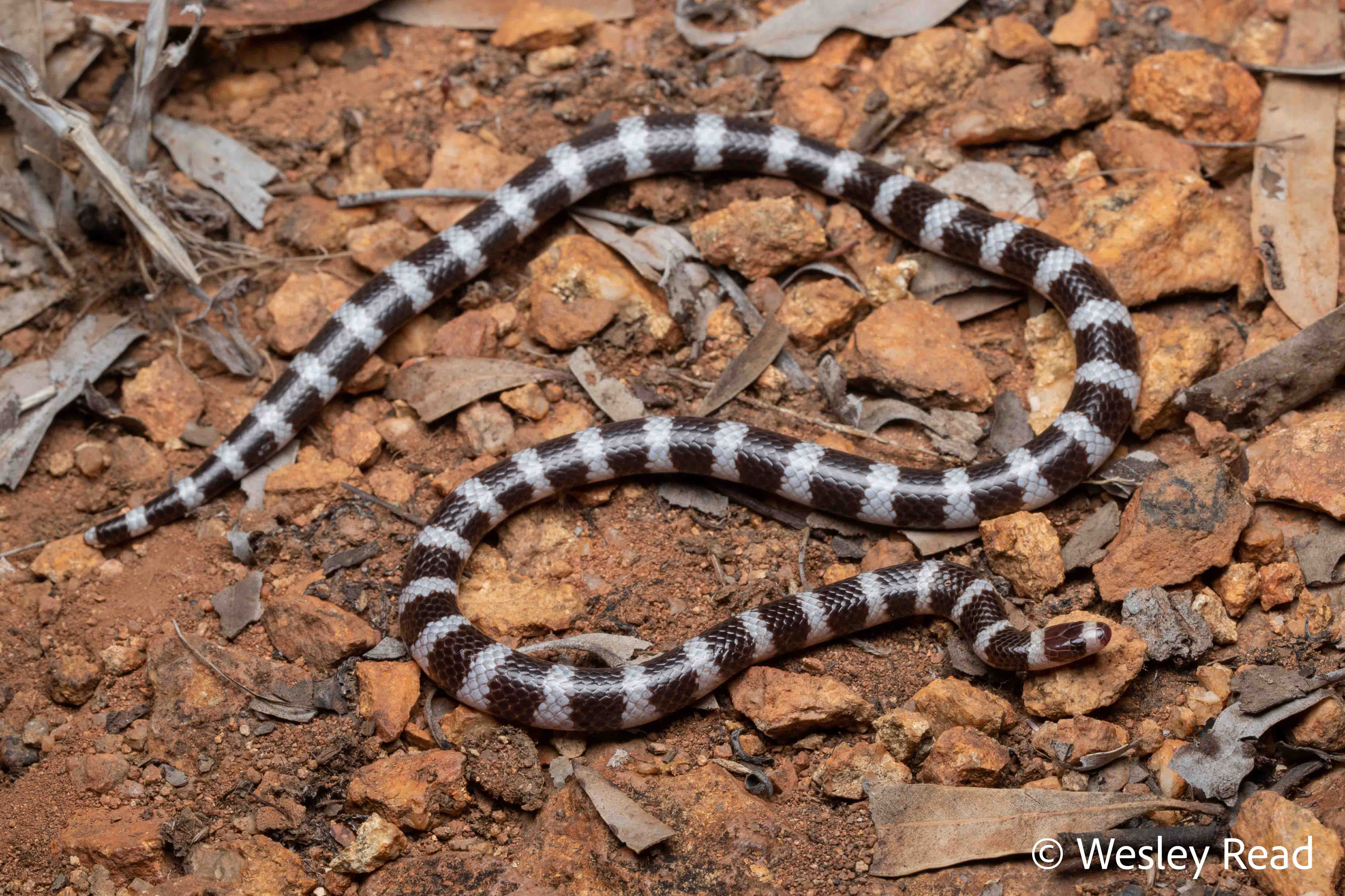 Vermicella annulata