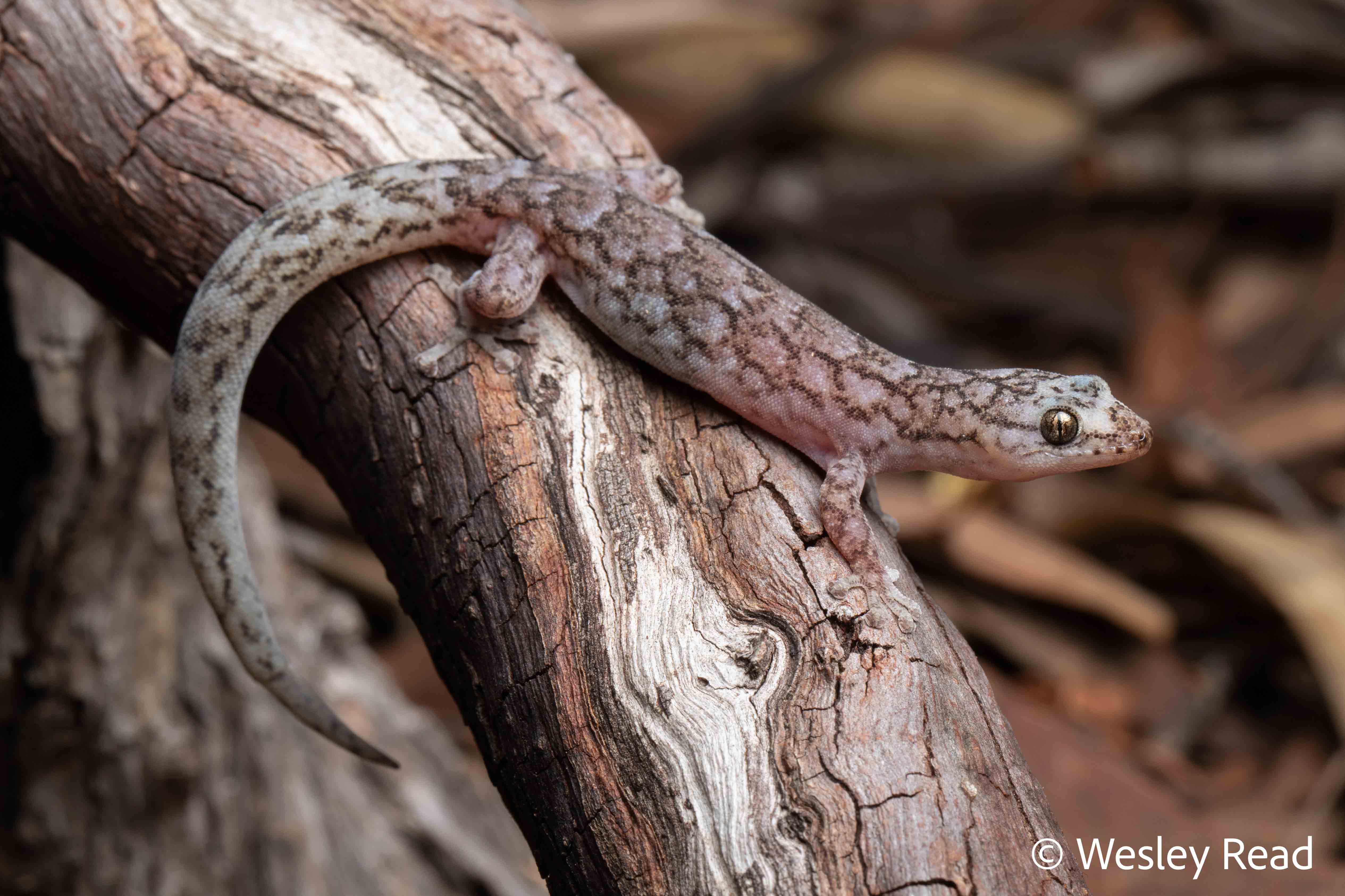 Christinus marmoratus