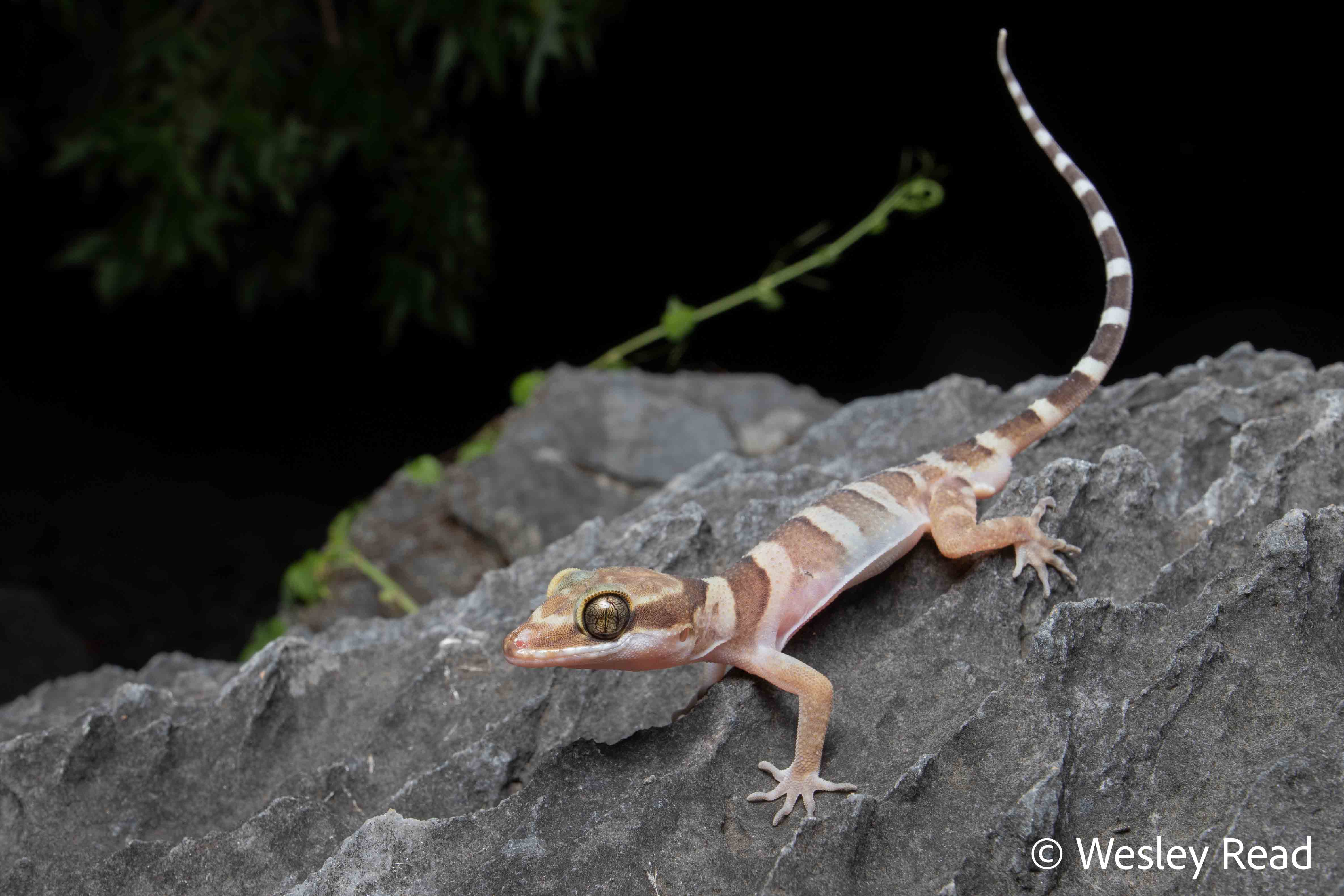Cyrtodactylus mcdonaldi